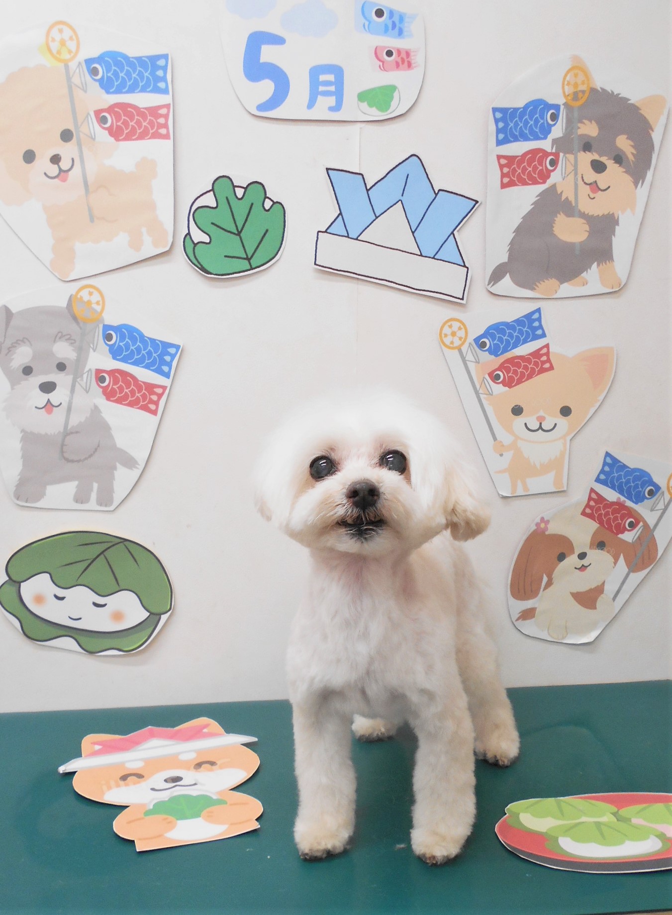 ミックス犬(その他)のトリミングカット シュシュどうぶつ病院の1枚目