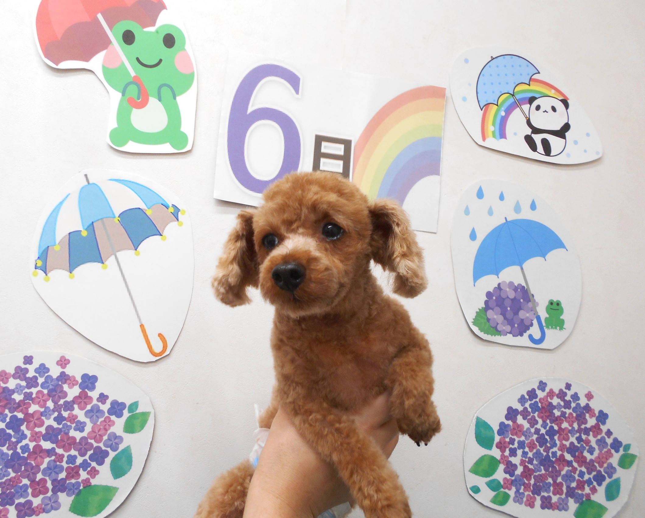 タイニープードルのトリミングカット シュシュどうぶつ病院の1枚目