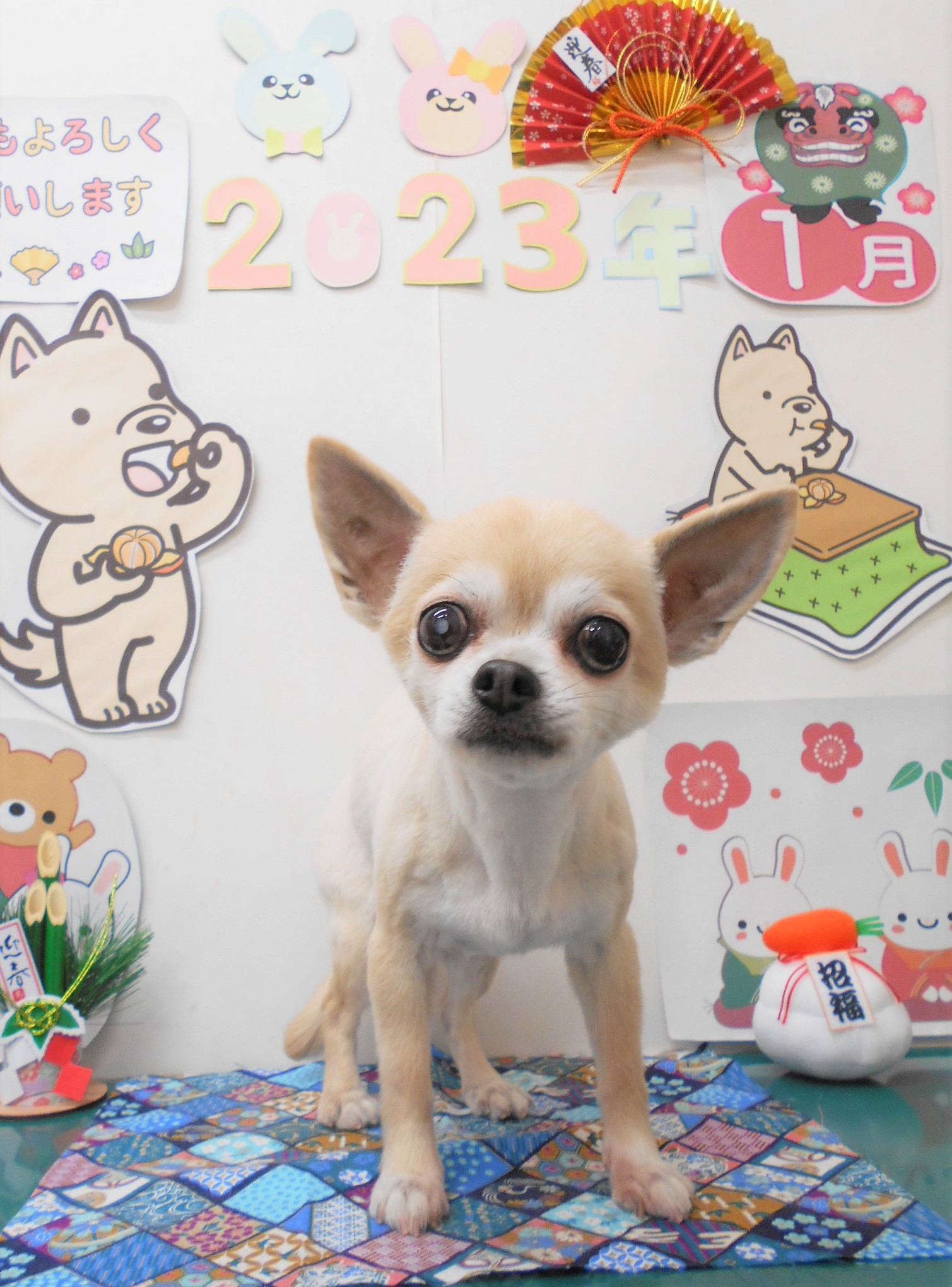 チワワのトリミングカット シュシュどうぶつ病院の1枚目