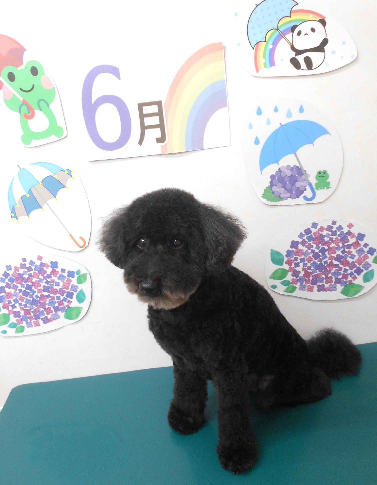 トイプードルのトリミングカット シュシュどうぶつ病院の1枚目