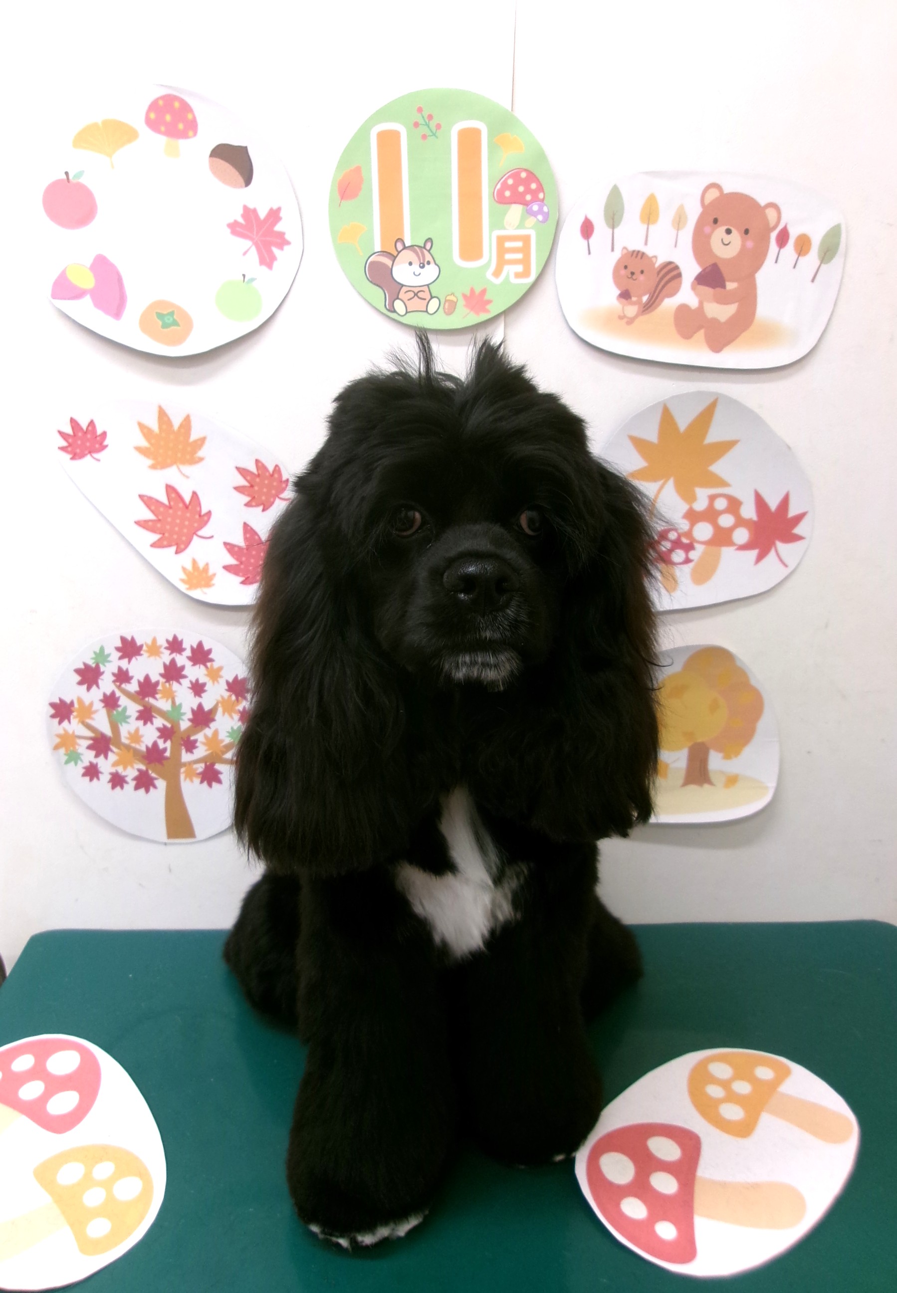 トリミングサロン シュシュどうぶつ病院のトリミングカット-10551の1枚目