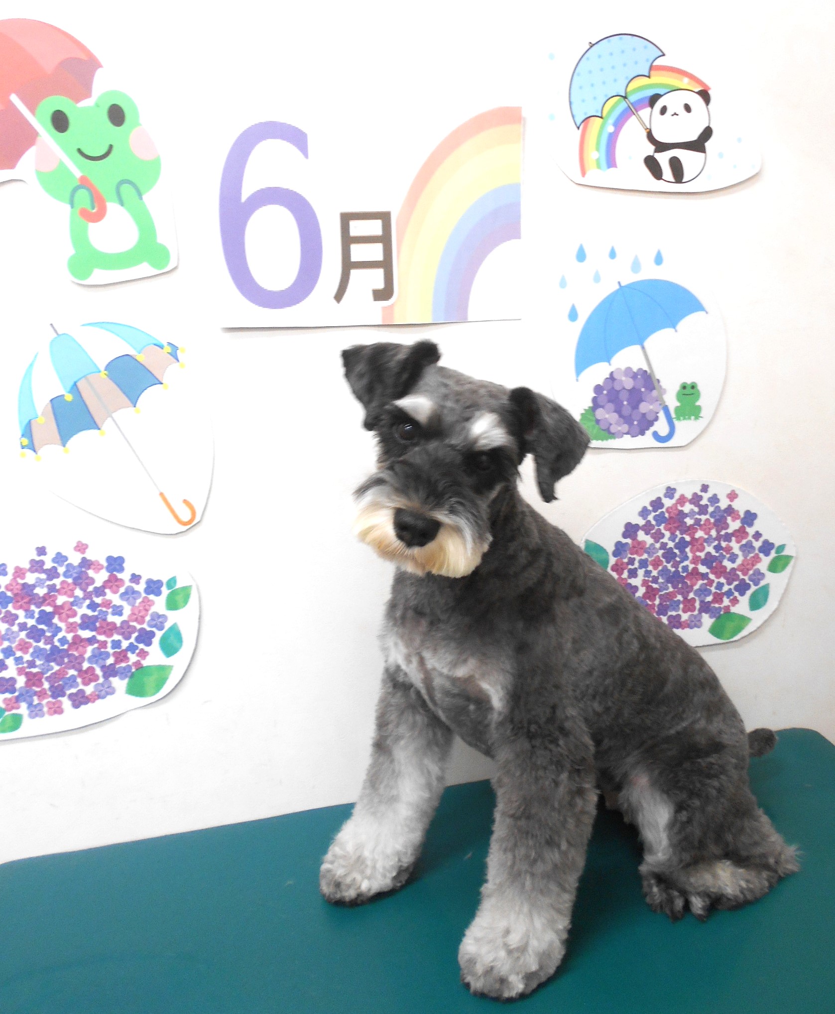 ミニチュアシュナウザーのトリミングカット シュシュどうぶつ病院の1枚目