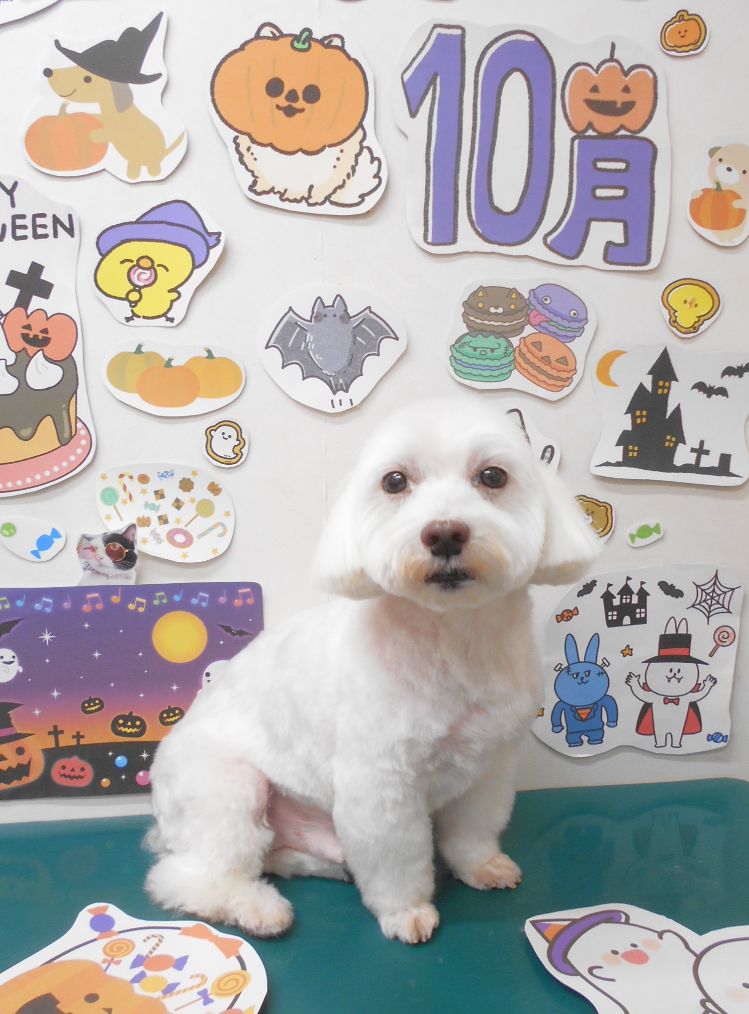 ミックス犬(その他)のトリミングカット シュシュどうぶつ病院の1枚目