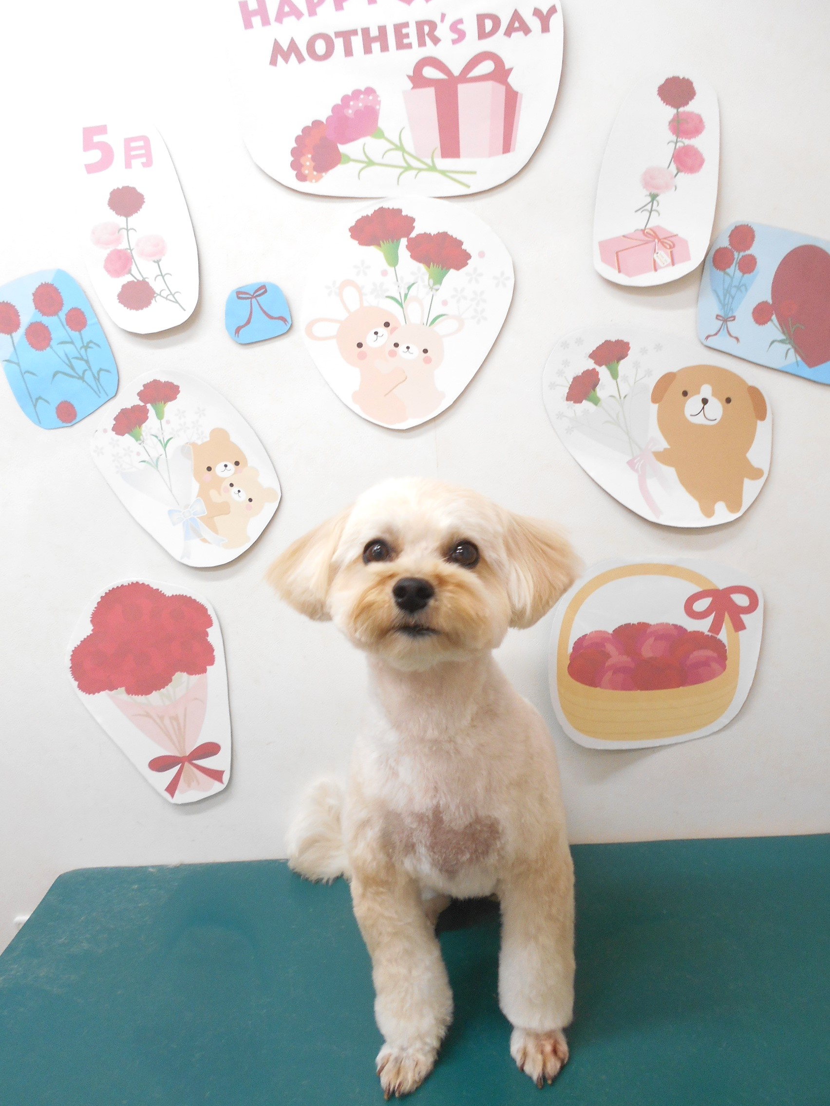 ミックス犬(その他)のトリミングカット シュシュどうぶつ病院の1枚目