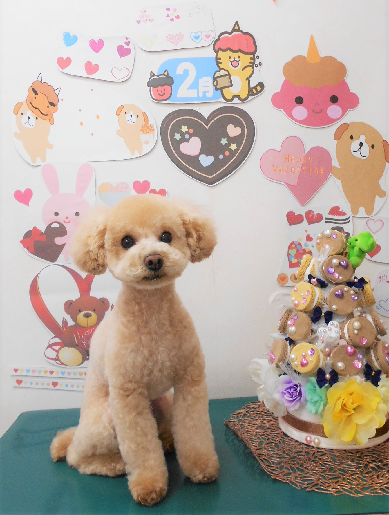 トイプードルのトリミングカット シュシュどうぶつ病院の1枚目