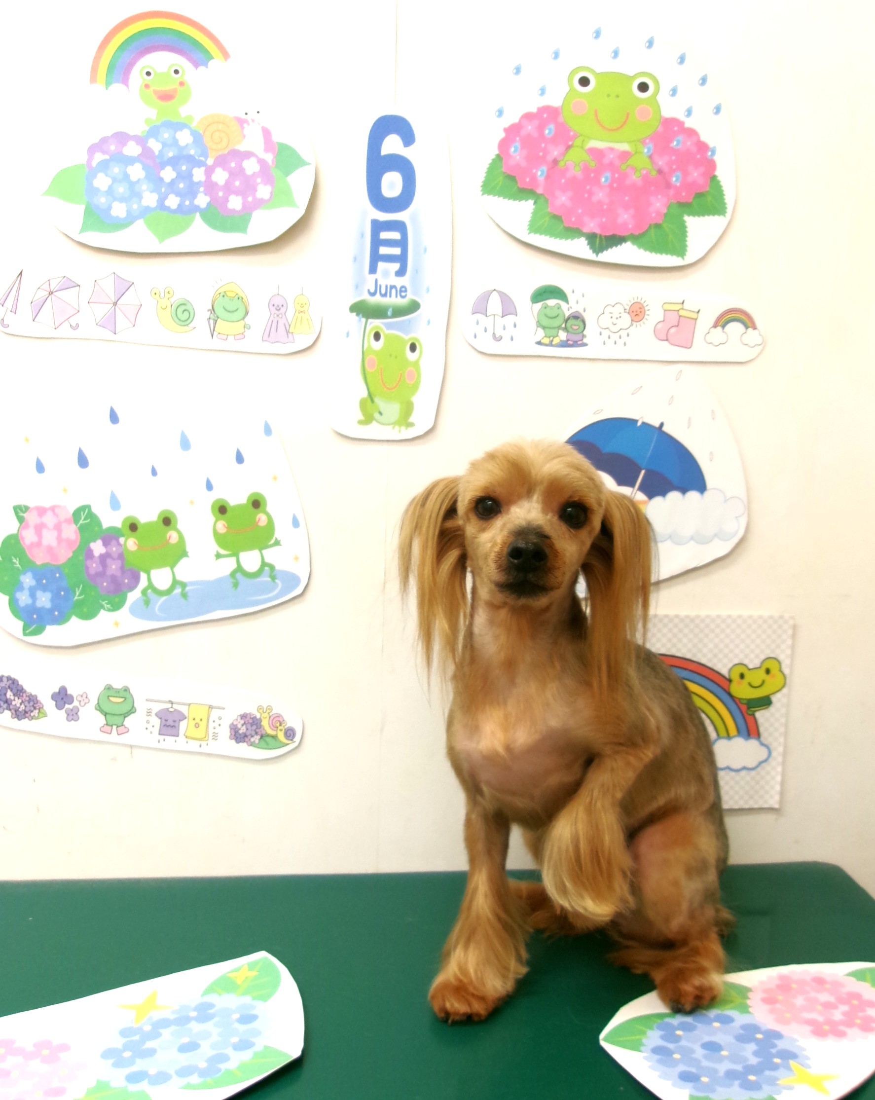 トリミングサロン シュシュどうぶつ病院のトリミングカット-10104の1枚目