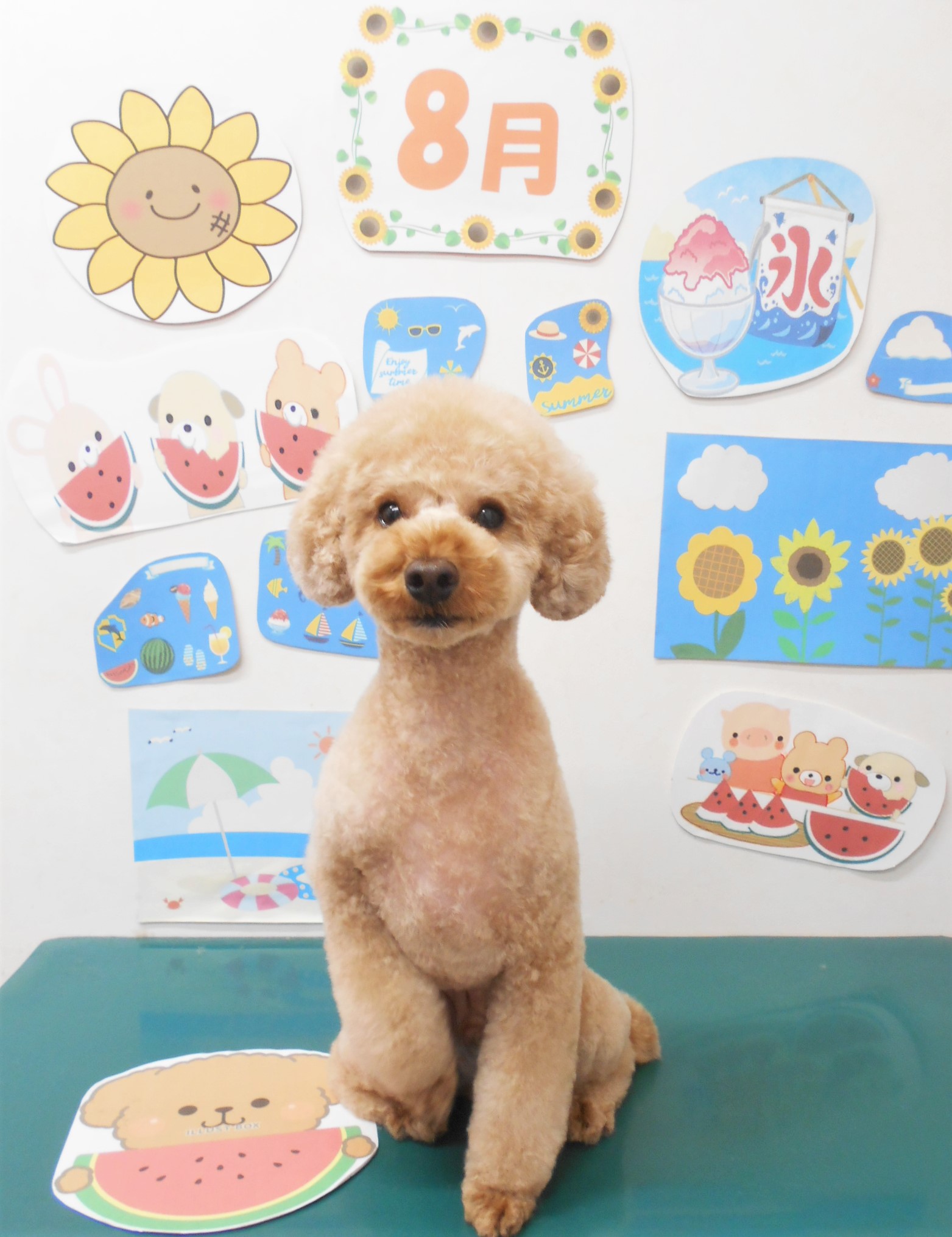 トリミングサロン シュシュどうぶつ病院のトリミングカット-7961の1枚目