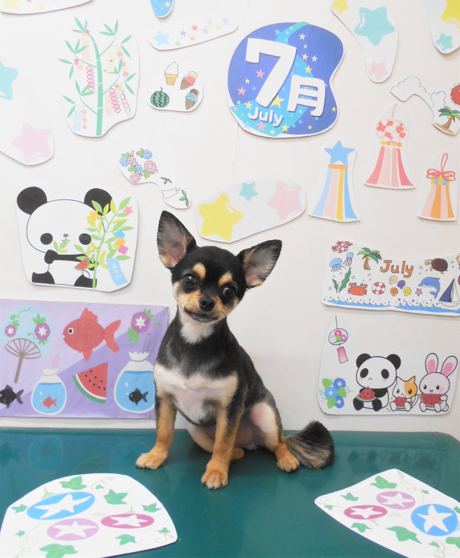 チワワのトリミングカット シュシュどうぶつ病院の1枚目