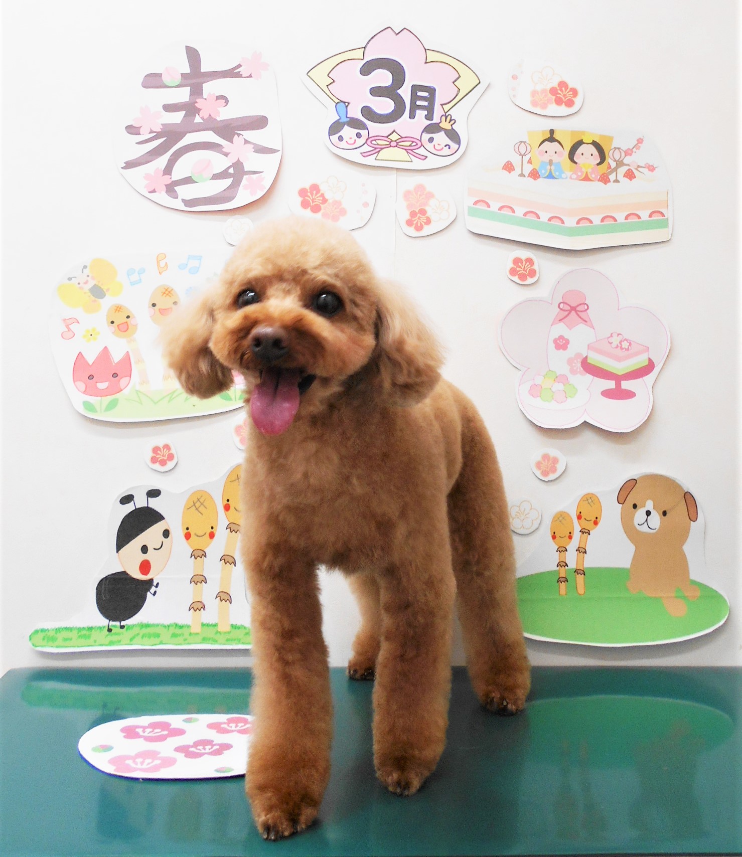 トイプードルのトリミングカット シュシュどうぶつ病院の1枚目