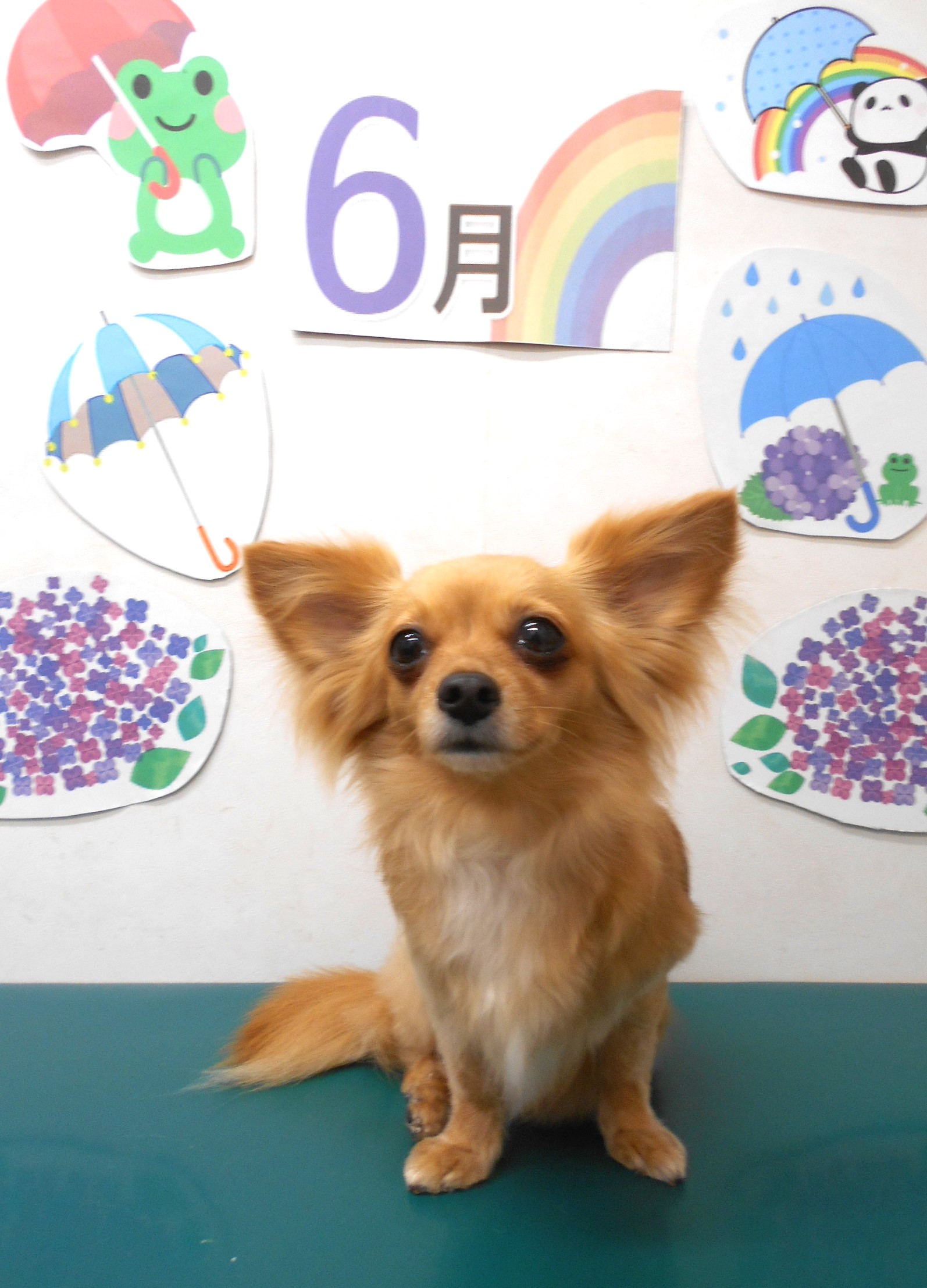 ミックス犬(その他)のトリミングカット シュシュどうぶつ病院の1枚目