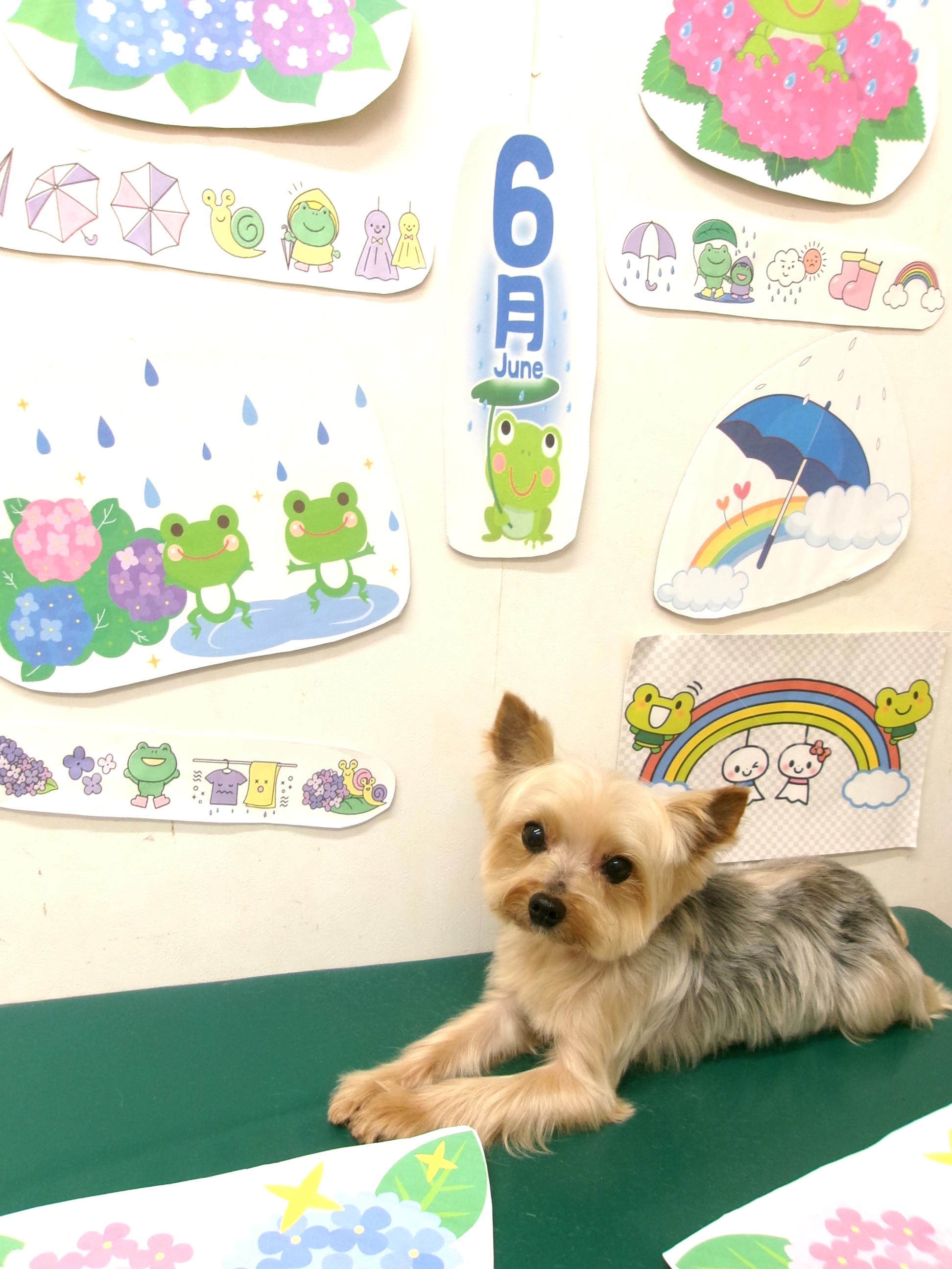 トリミングサロン シュシュどうぶつ病院のトリミングカット-10142の1枚目