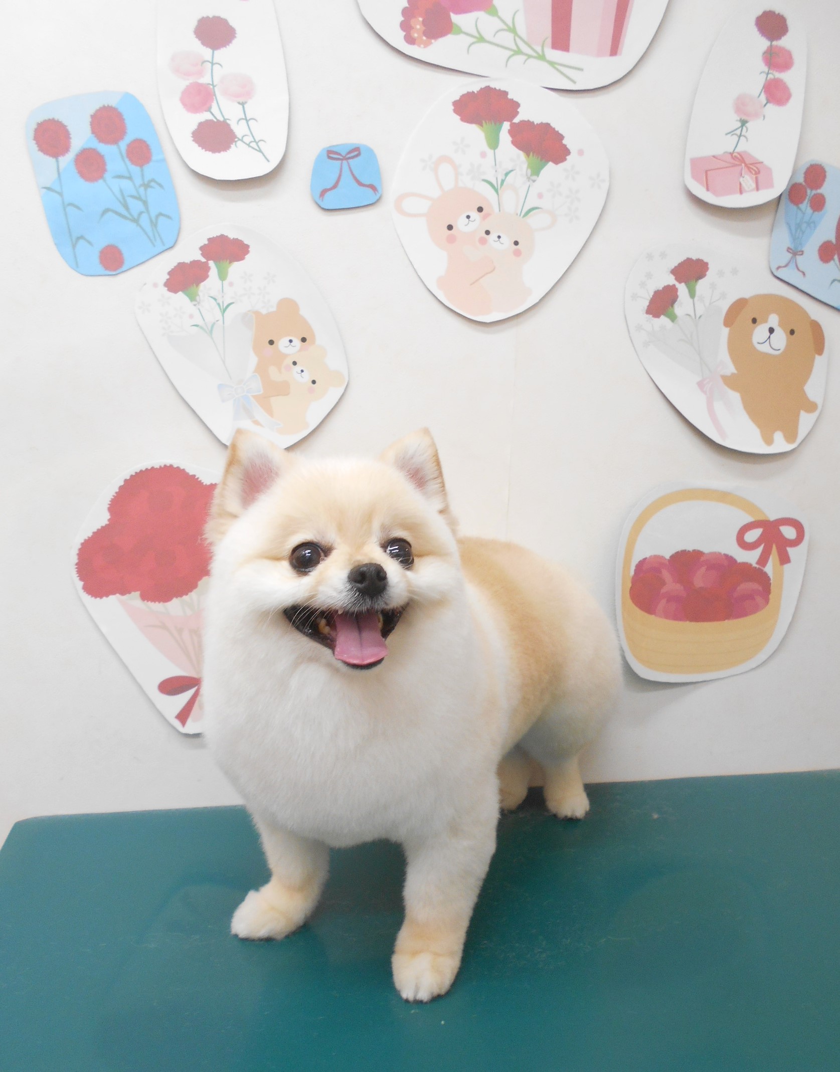 ミックス犬(その他)のトリミングカット シュシュどうぶつ病院の1枚目