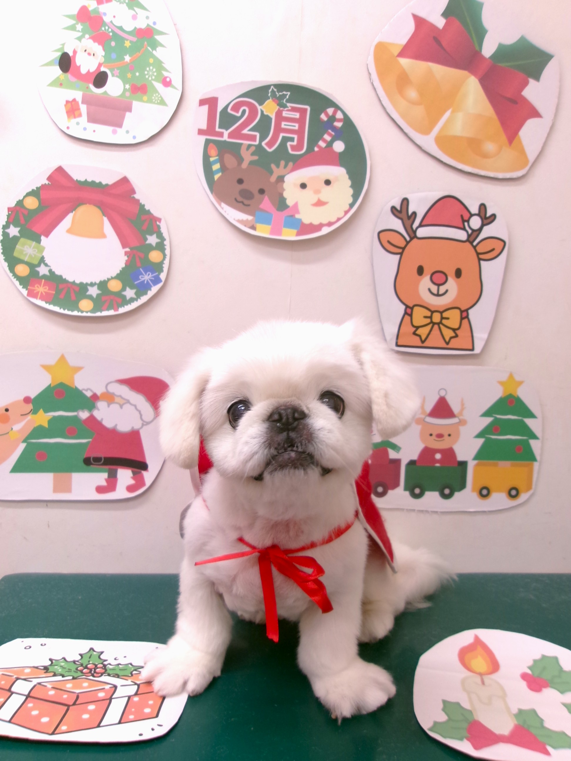 カット例 - シュシュどうぶつ病院