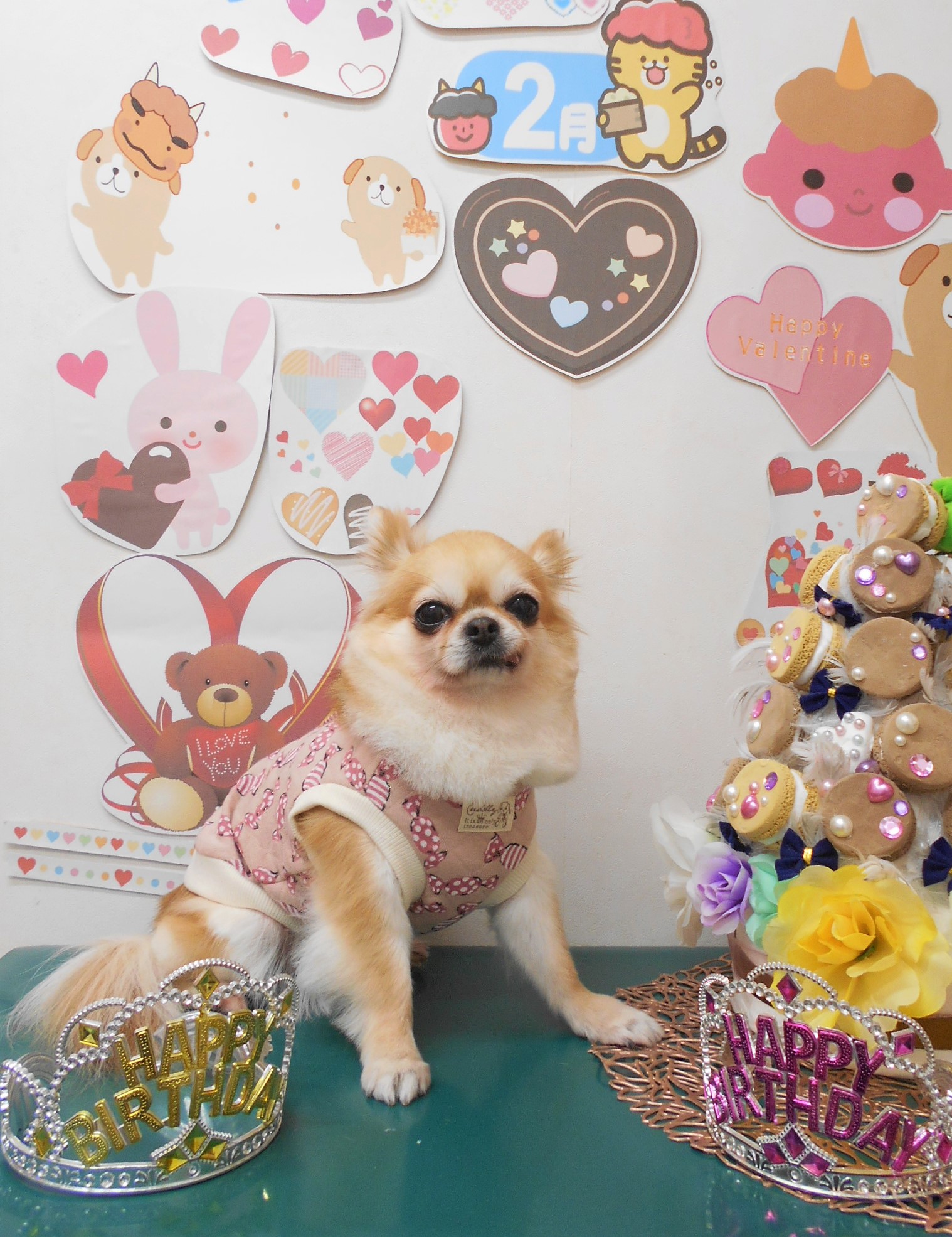 チワワのトリミングカット シュシュどうぶつ病院の1枚目