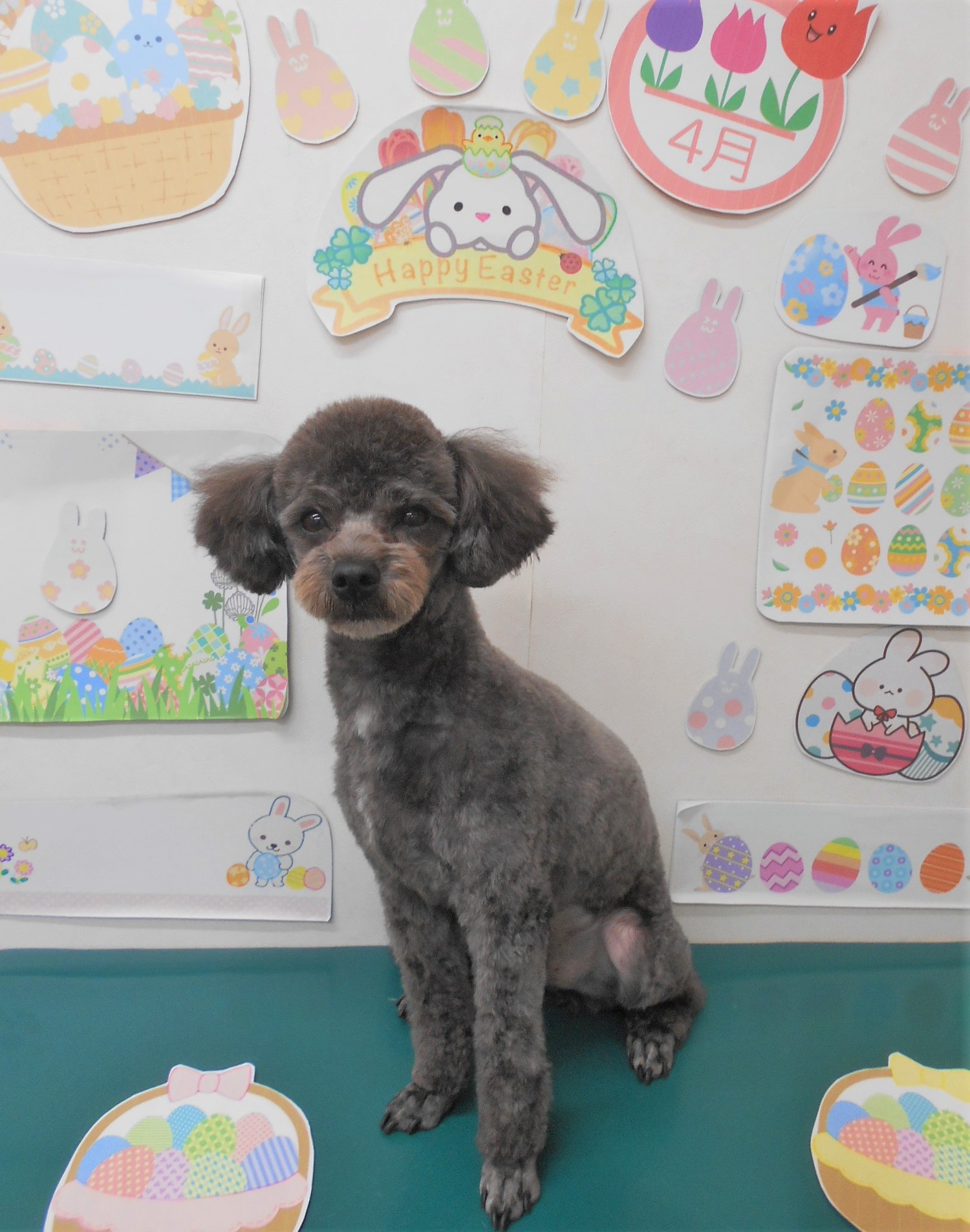 ミックス犬(その他)のトリミングカット シュシュどうぶつ病院の1枚目