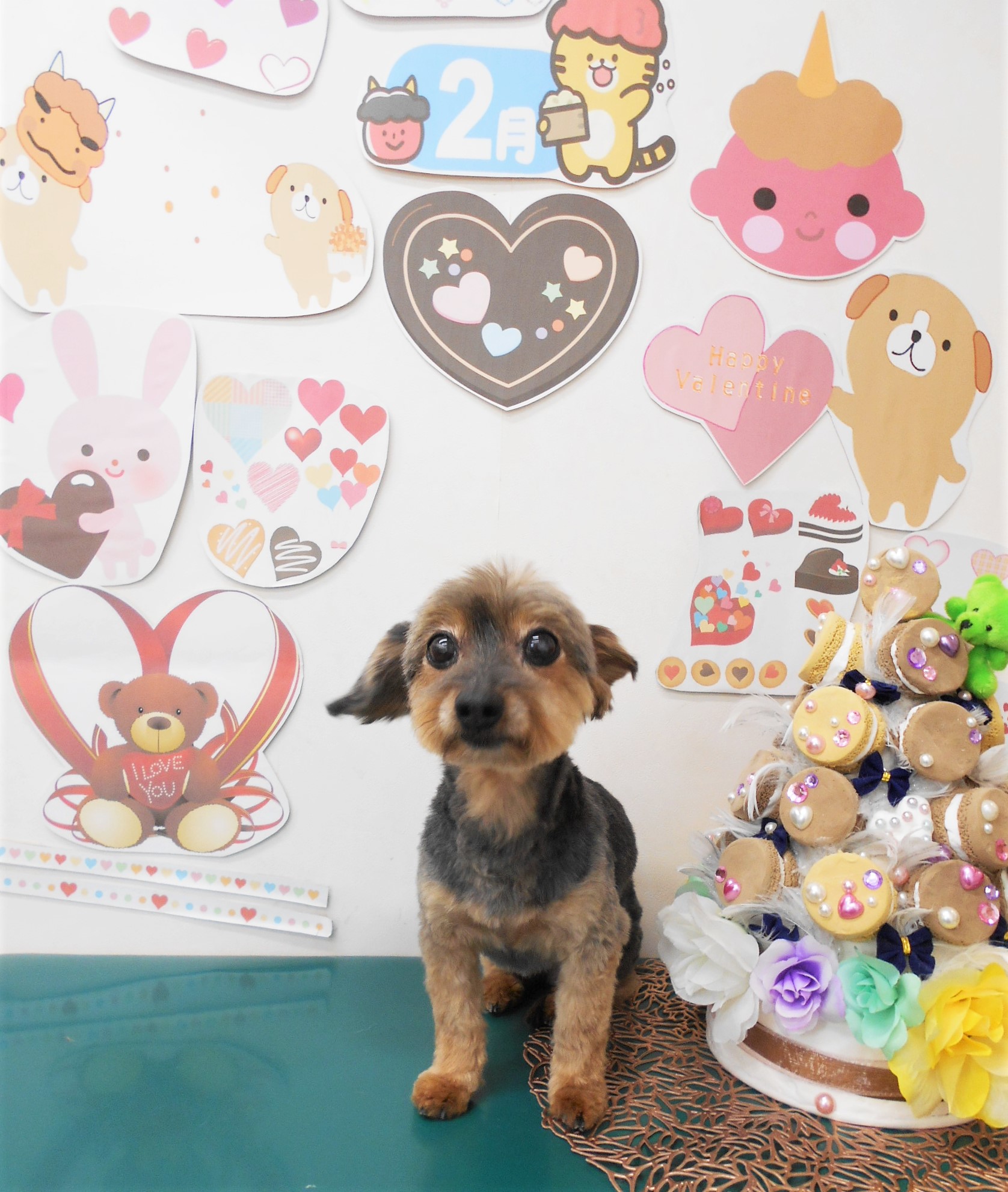 ミックス犬(その他)のトリミングカット シュシュどうぶつ病院の1枚目