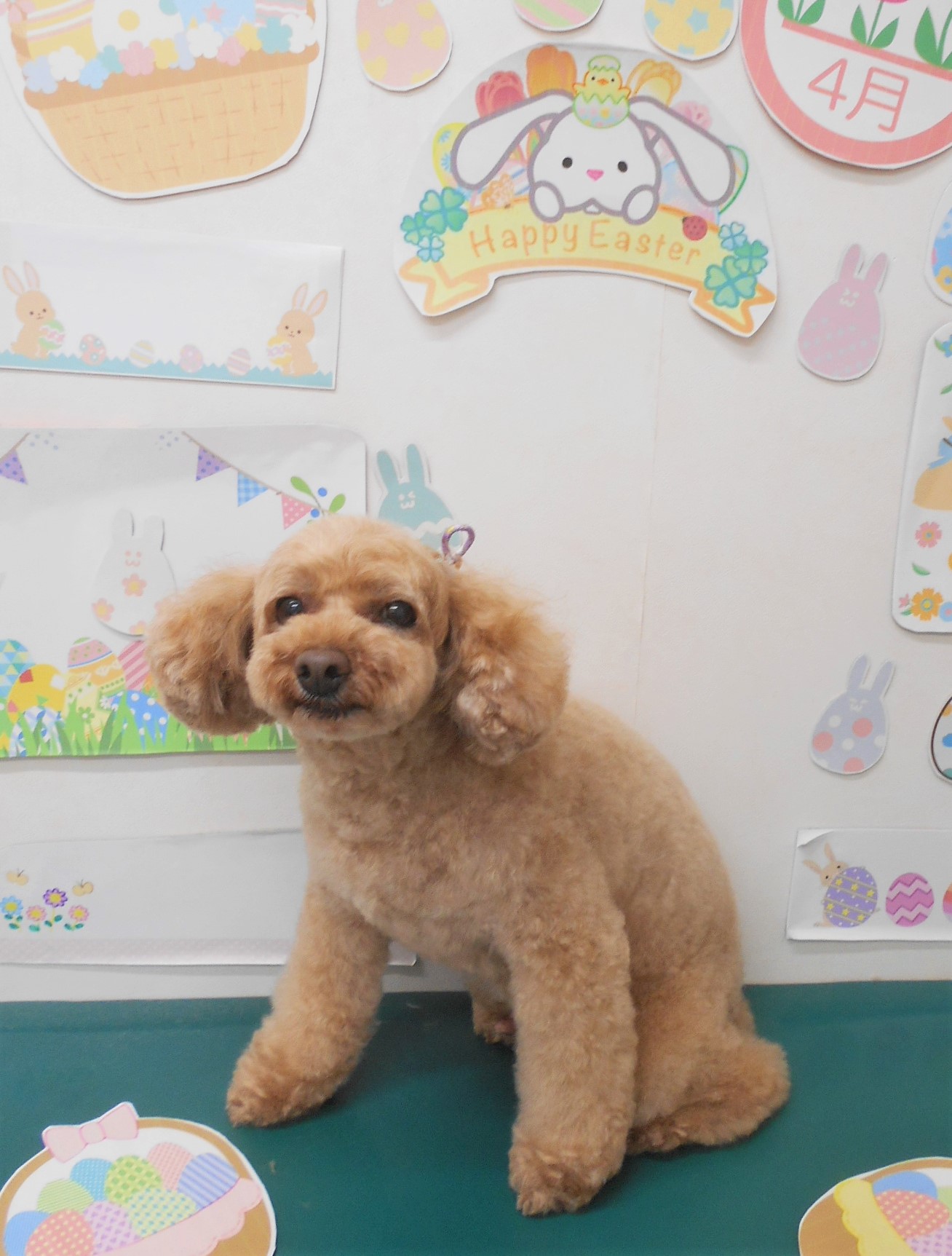 トイプードルのトリミングカット シュシュどうぶつ病院の1枚目