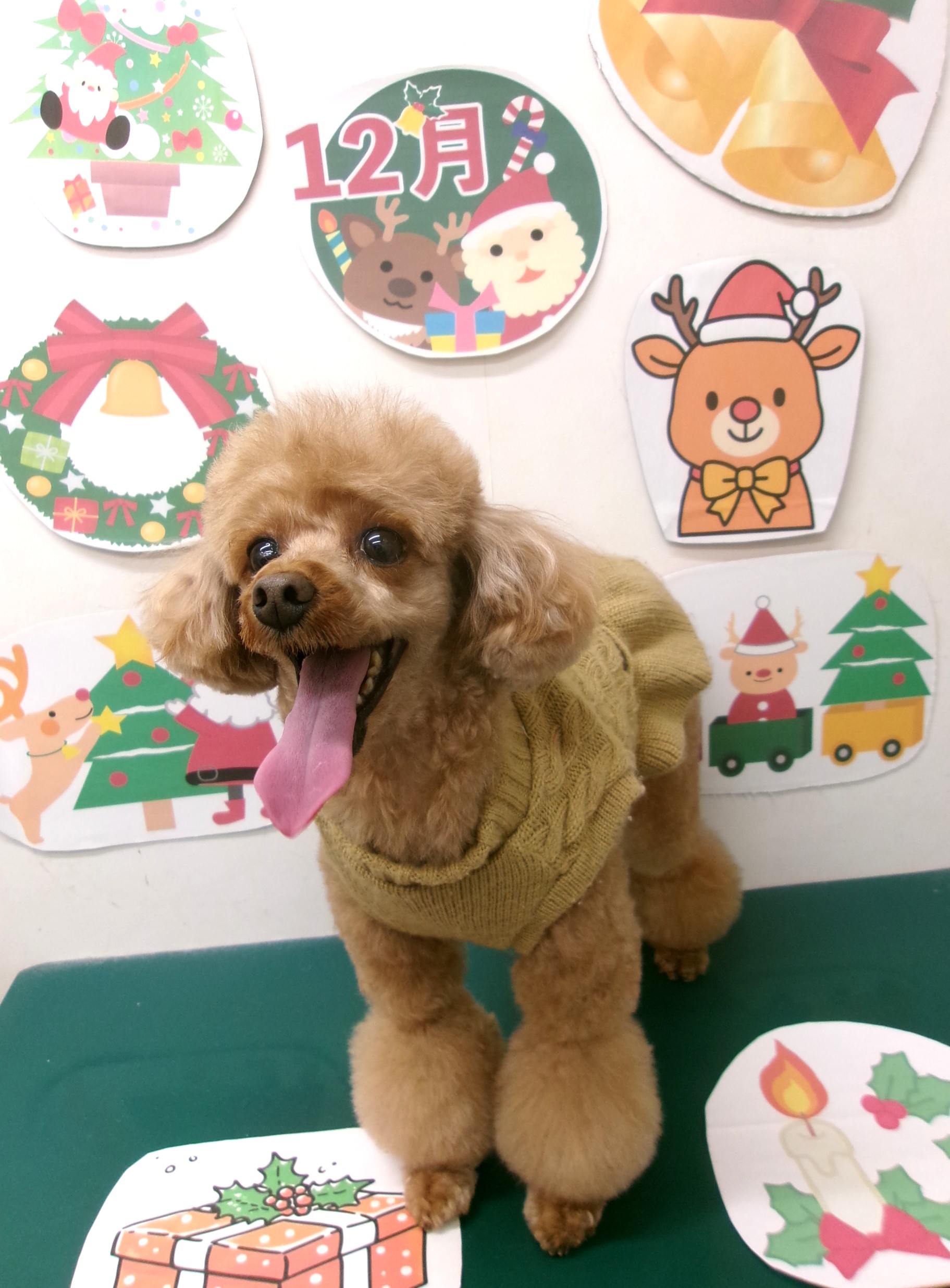 トイプードルのトリミングカット シュシュどうぶつ病院の1枚目