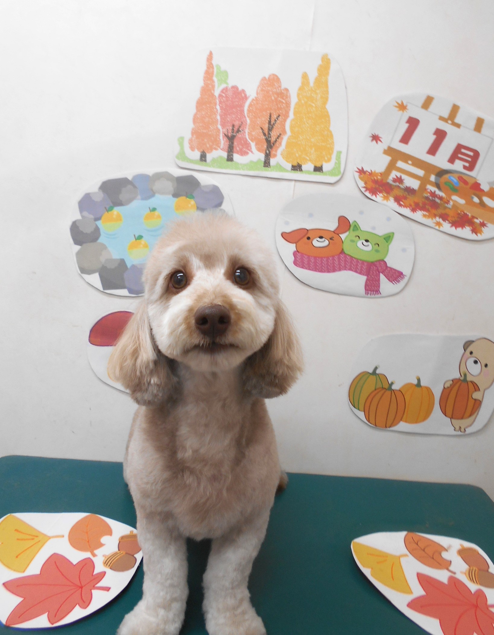 ミックス犬(その他)のトリミングカット シュシュどうぶつ病院の1枚目