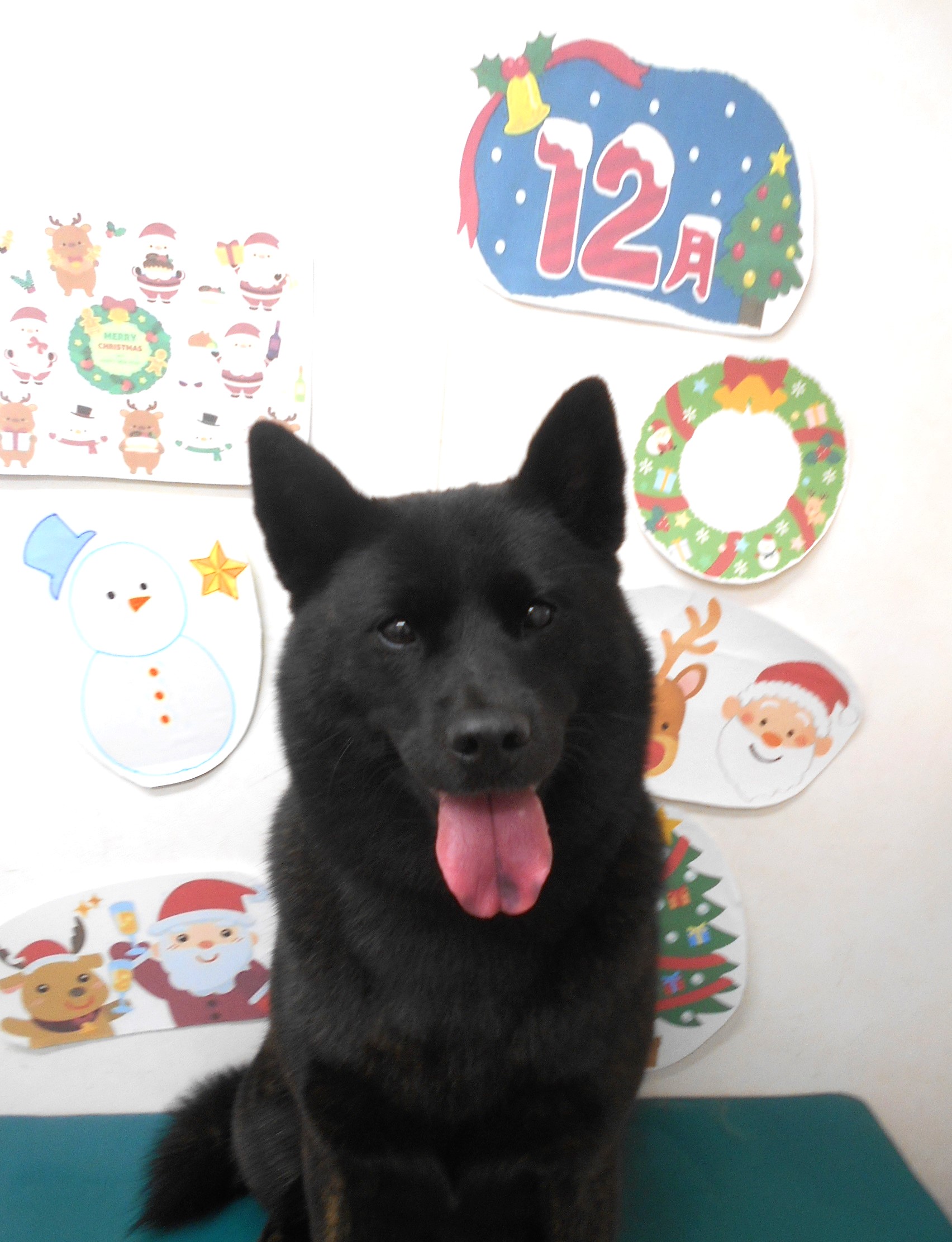 甲斐犬のトリミングカット シュシュどうぶつ病院の1枚目