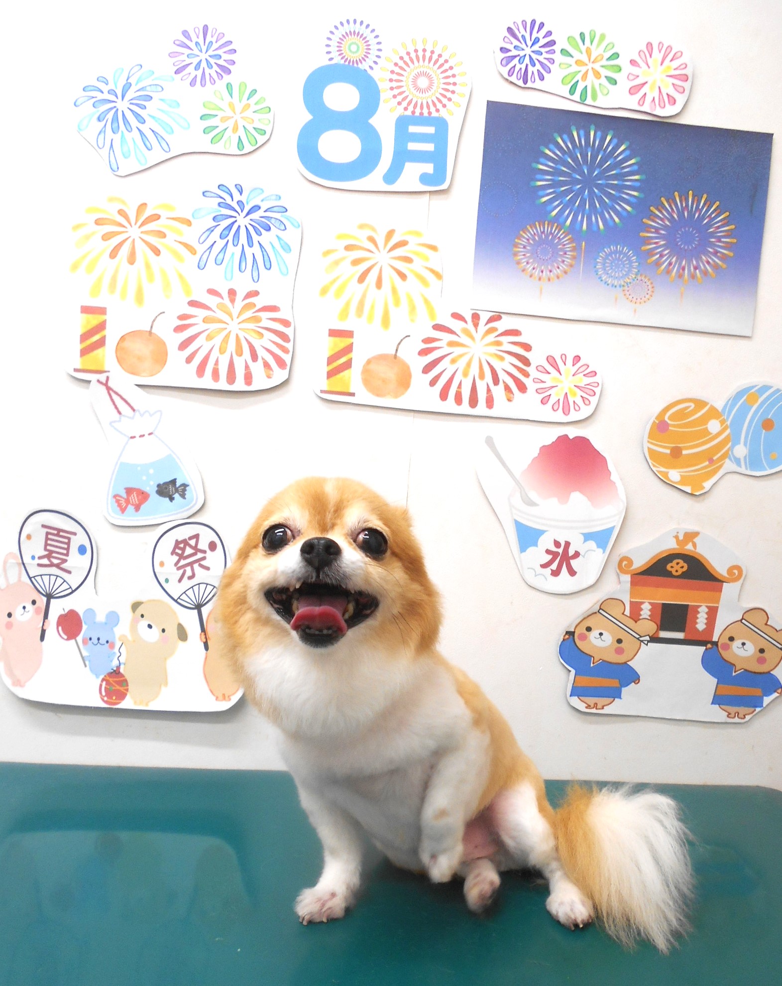 チワワのトリミングカット シュシュどうぶつ病院の1枚目