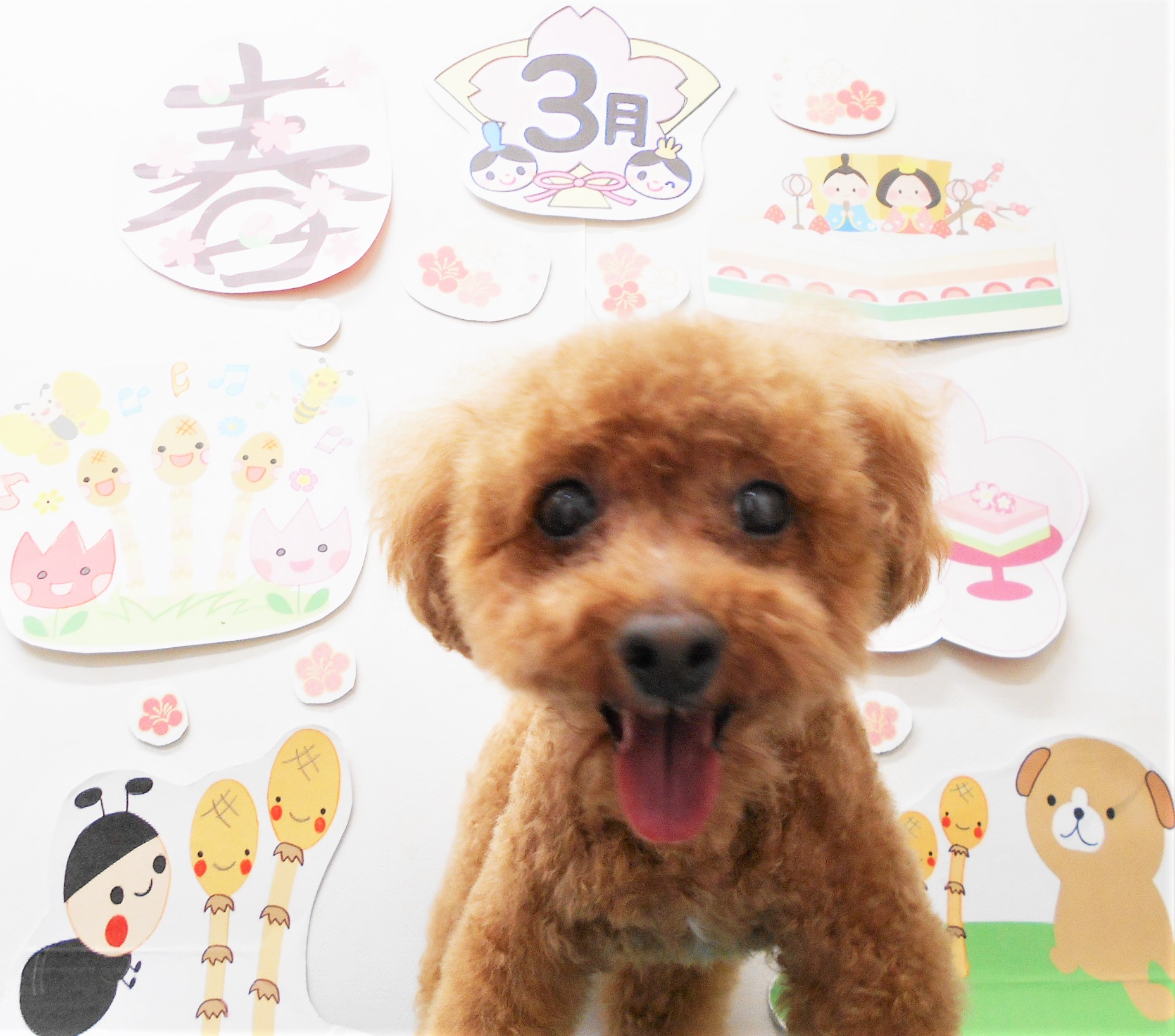 トイプードルのトリミングカット シュシュどうぶつ病院の1枚目