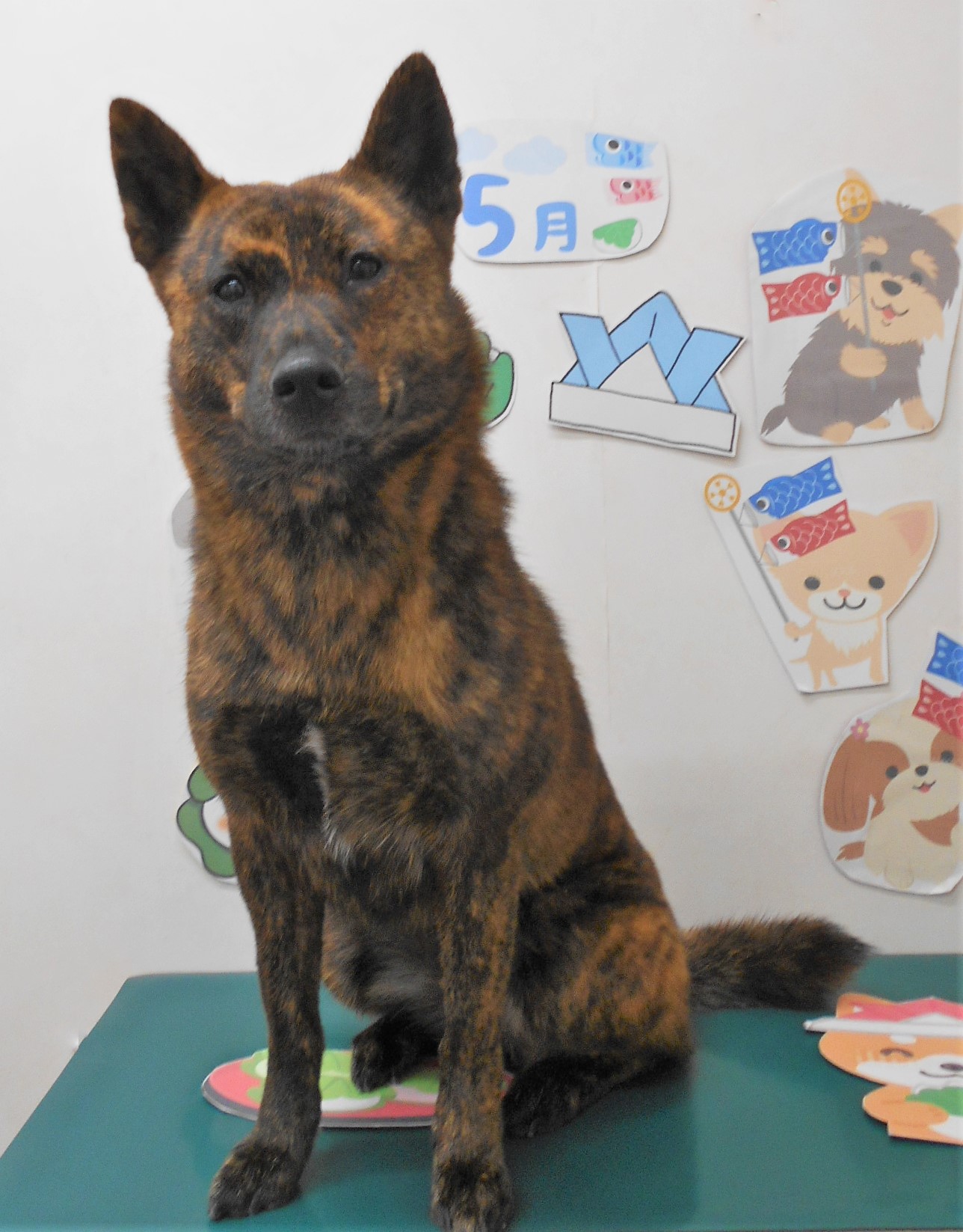 甲斐犬のトリミングカット シュシュどうぶつ病院の1枚目