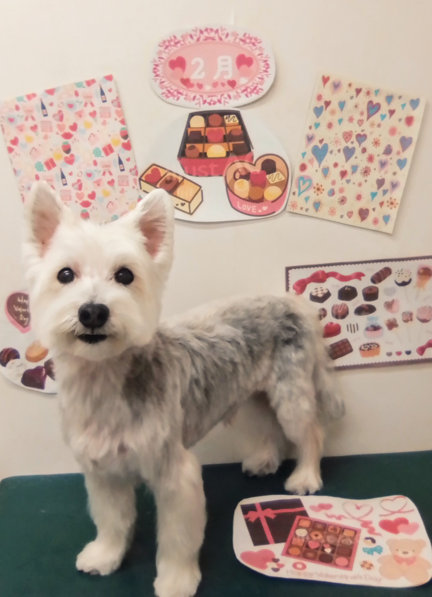 トリミングサロン シュシュどうぶつ病院のトリミングカット-9794の1枚目