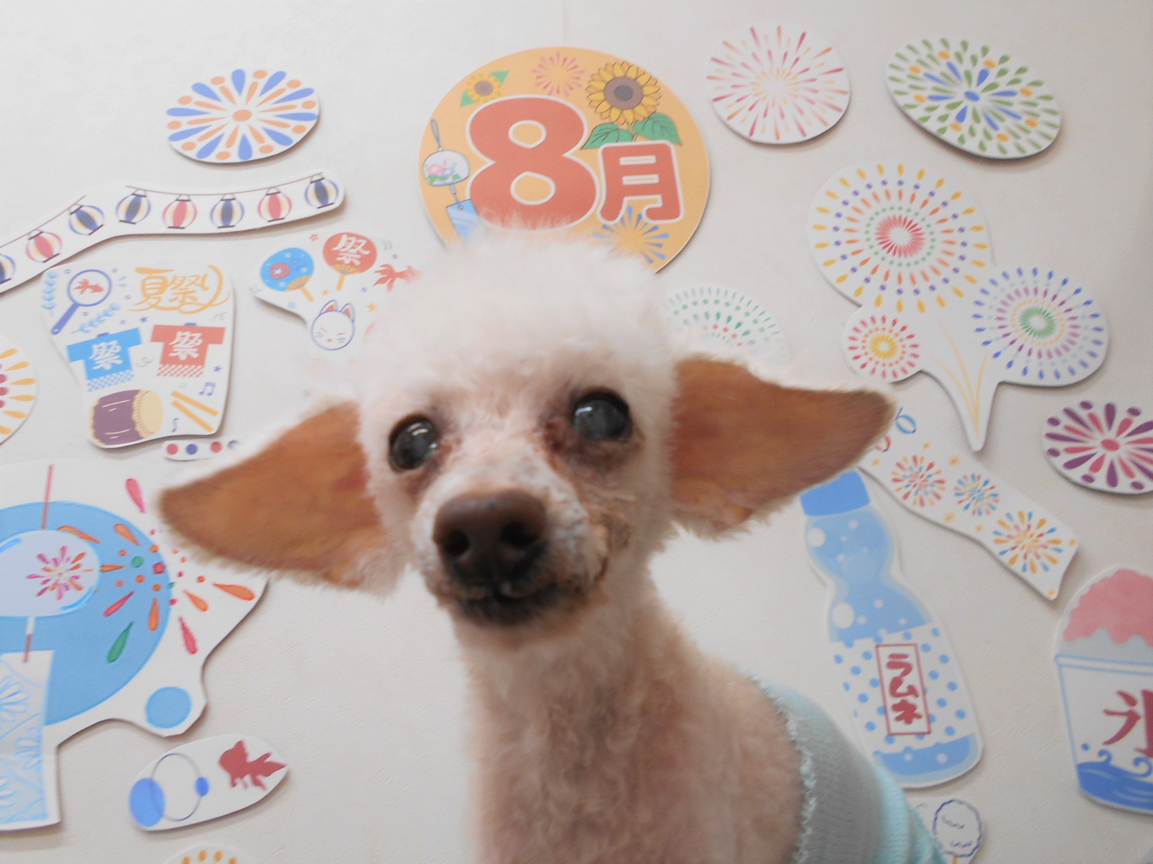 トイプードルのトリミングカット シュシュどうぶつ病院の1枚目
