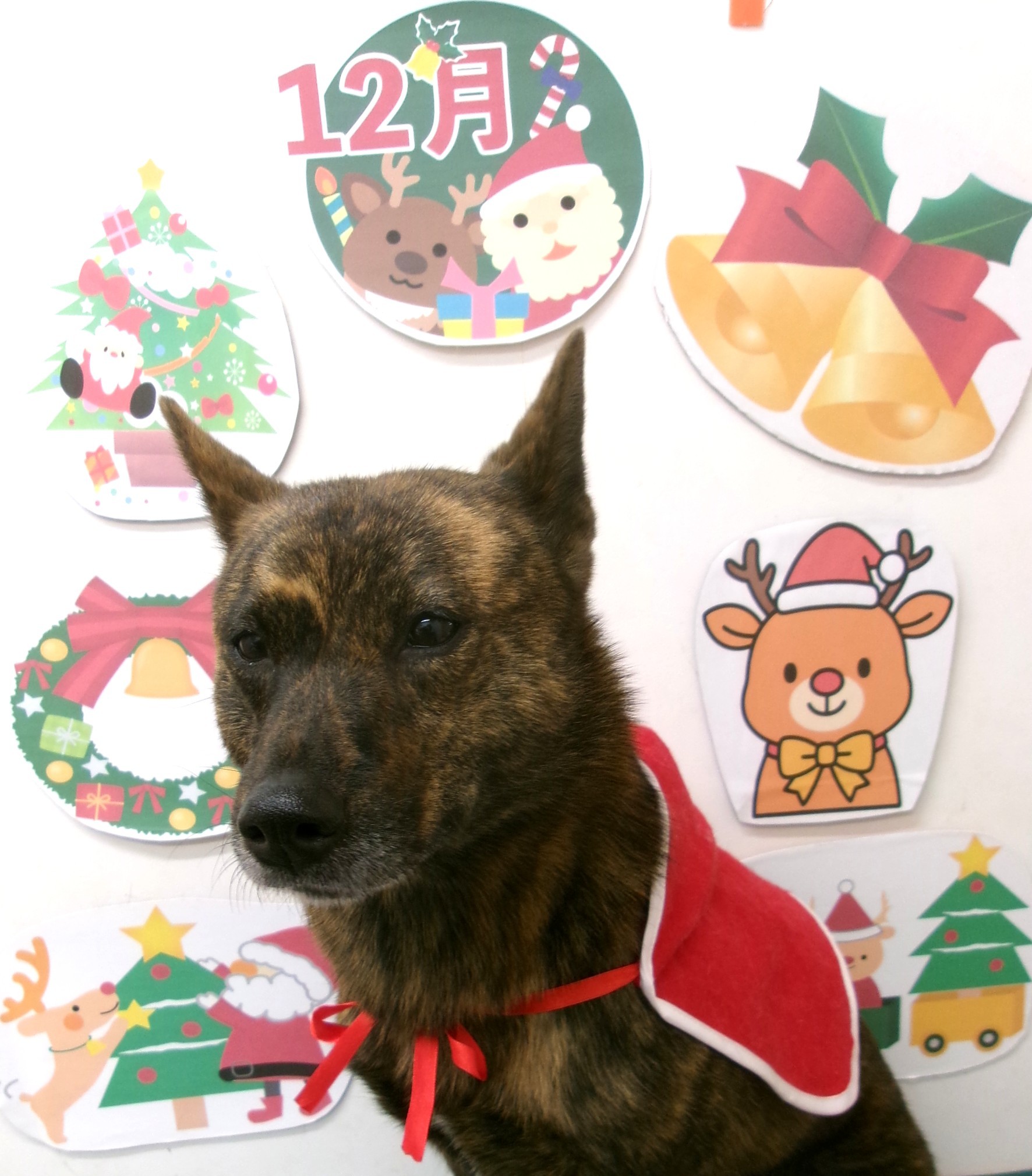 カット例 - シュシュどうぶつ病院