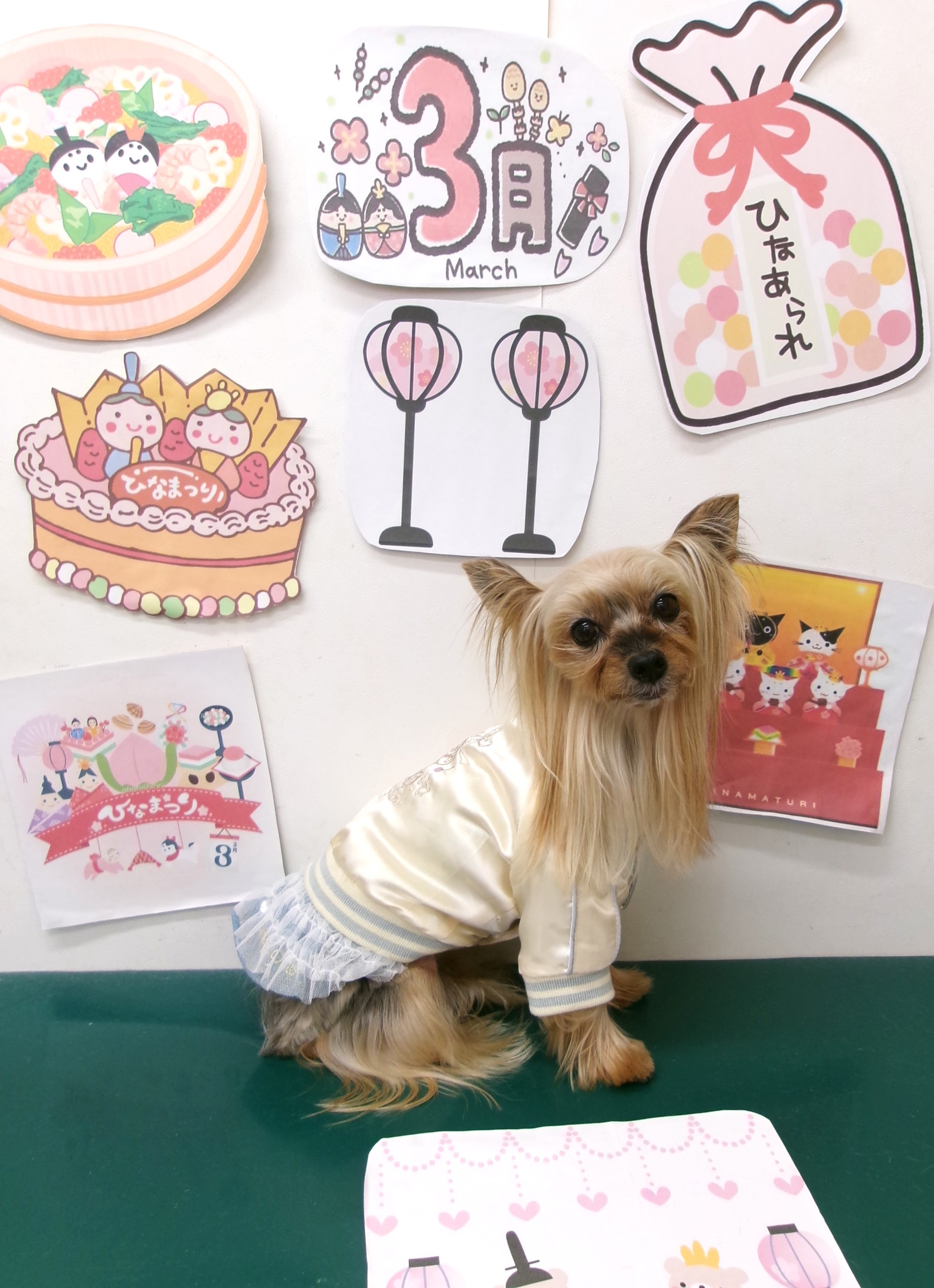 トリミングサロン シュシュどうぶつ病院のトリミングカット-9876の1枚目