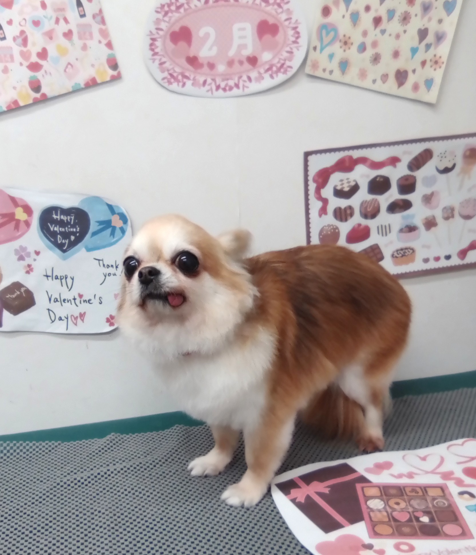 トリミングサロン シュシュどうぶつ病院のトリミングカット-9792の1枚目