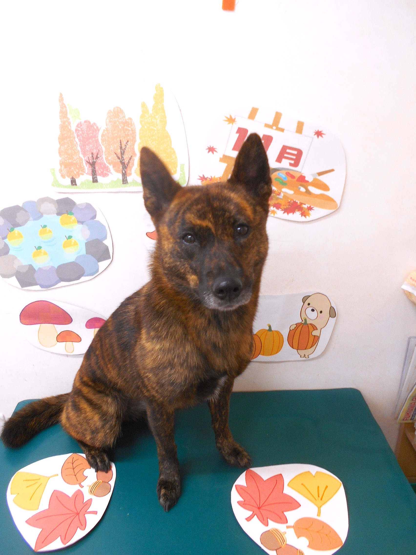 甲斐犬のトリミングカット シュシュどうぶつ病院の1枚目