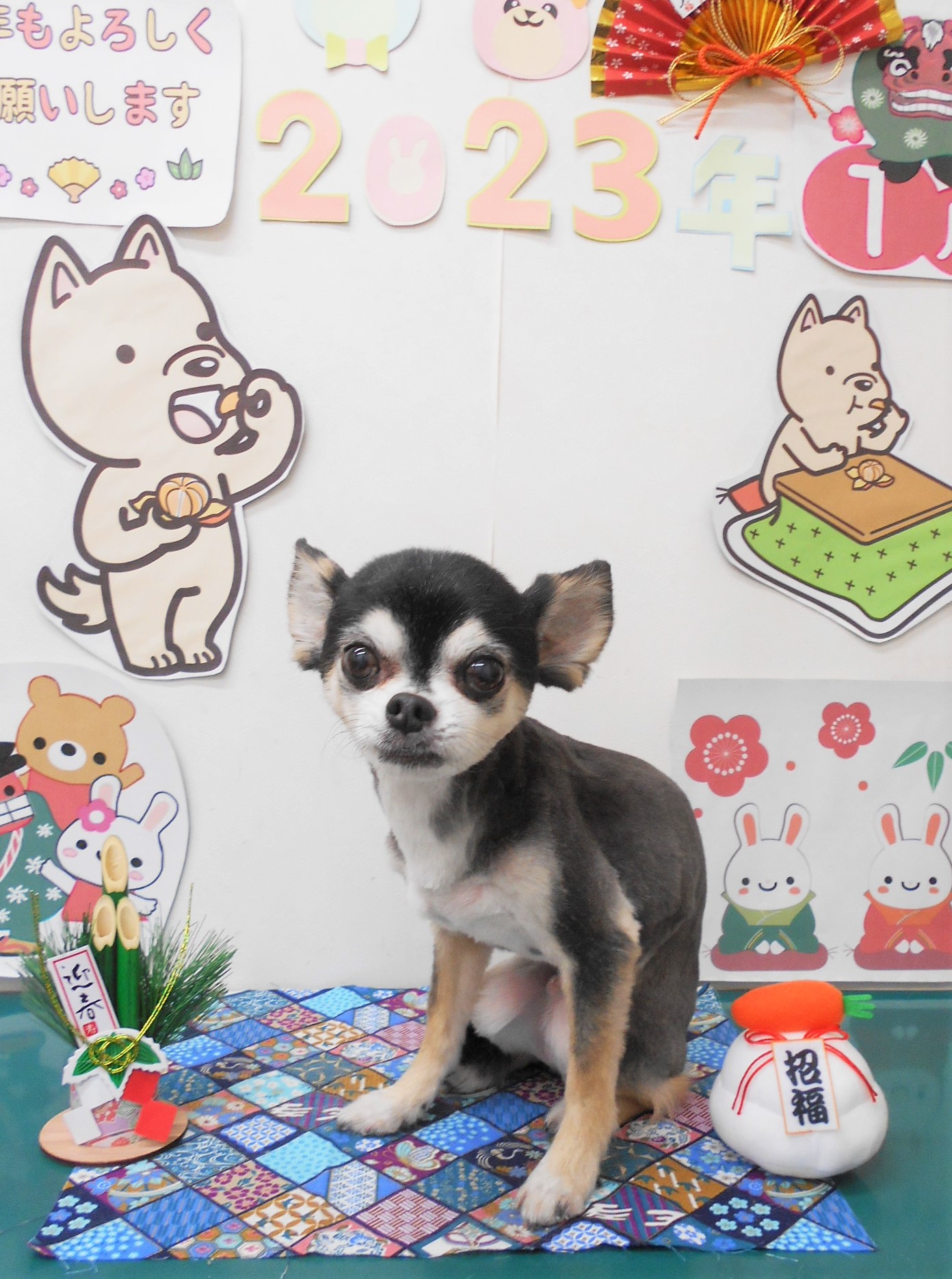チワワのトリミングカット シュシュどうぶつ病院の1枚目