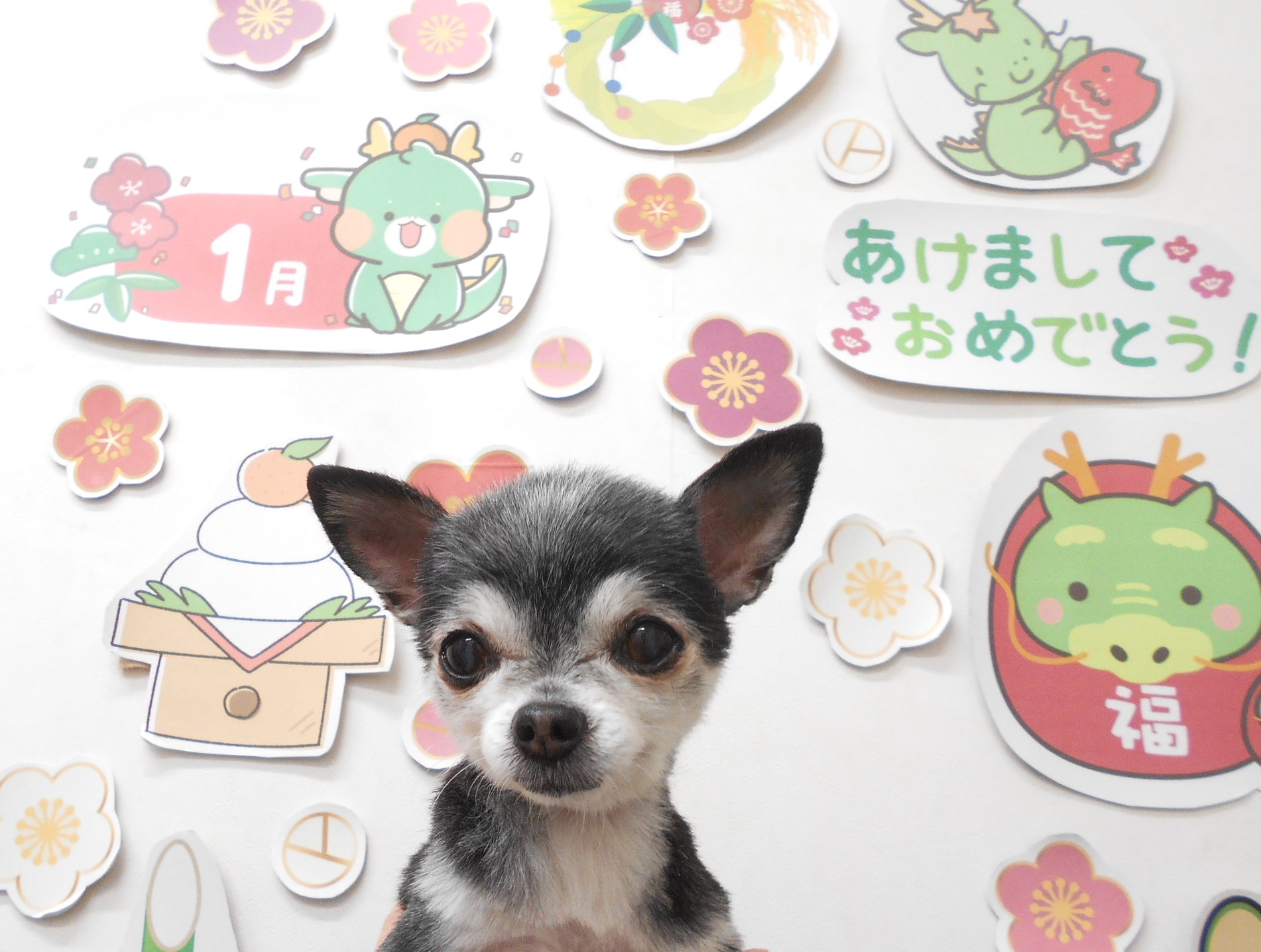 チワワのトリミングカット シュシュどうぶつ病院の1枚目