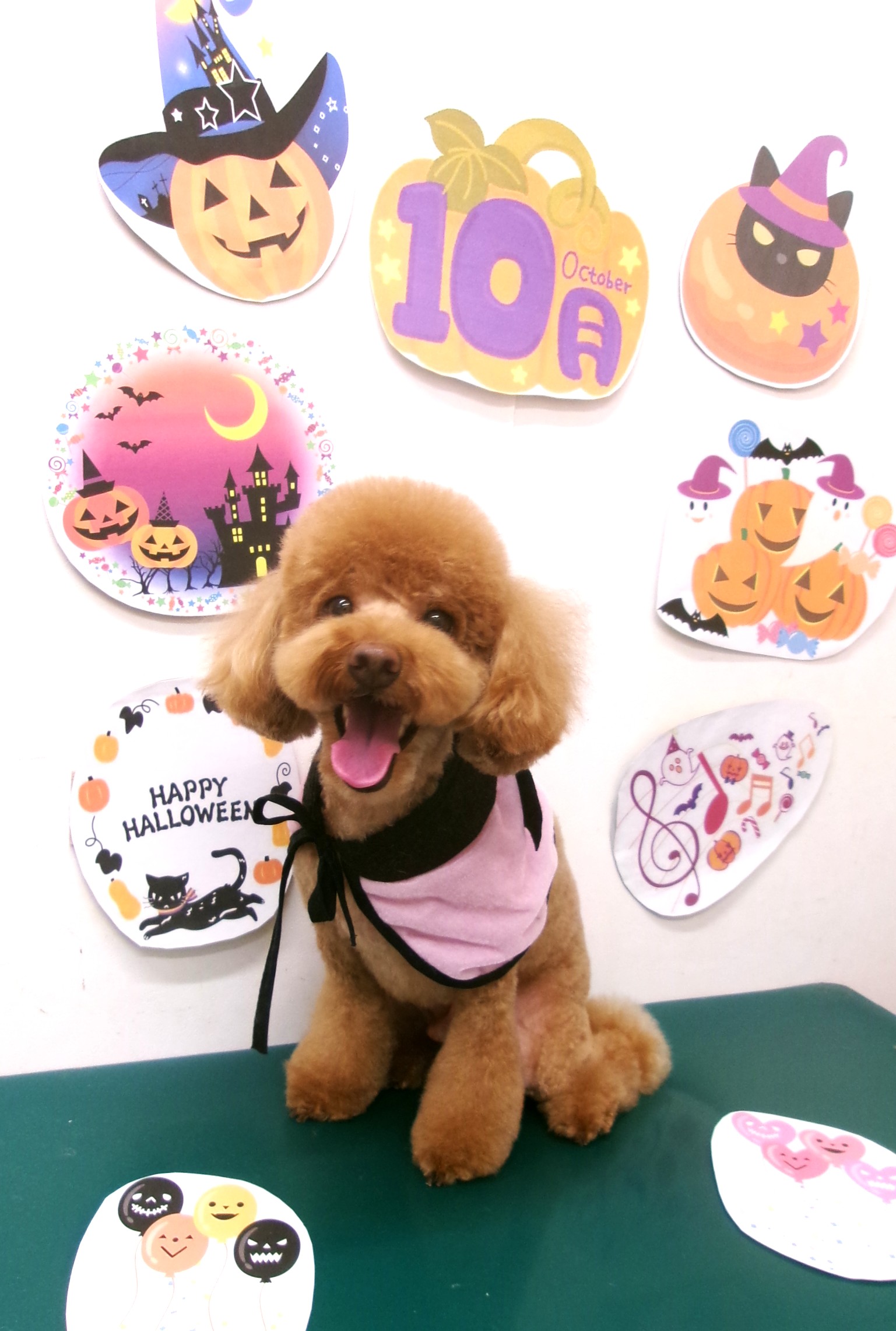 トリミングサロン シュシュどうぶつ病院のトリミングカット-10447の1枚目