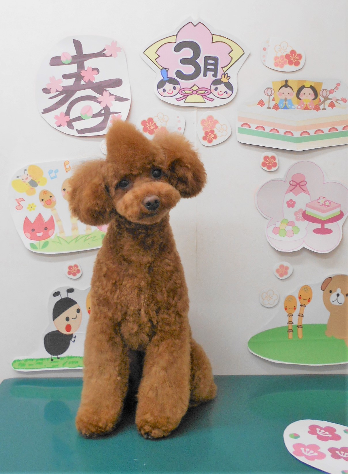 トイプードルのトリミングカット シュシュどうぶつ病院の1枚目