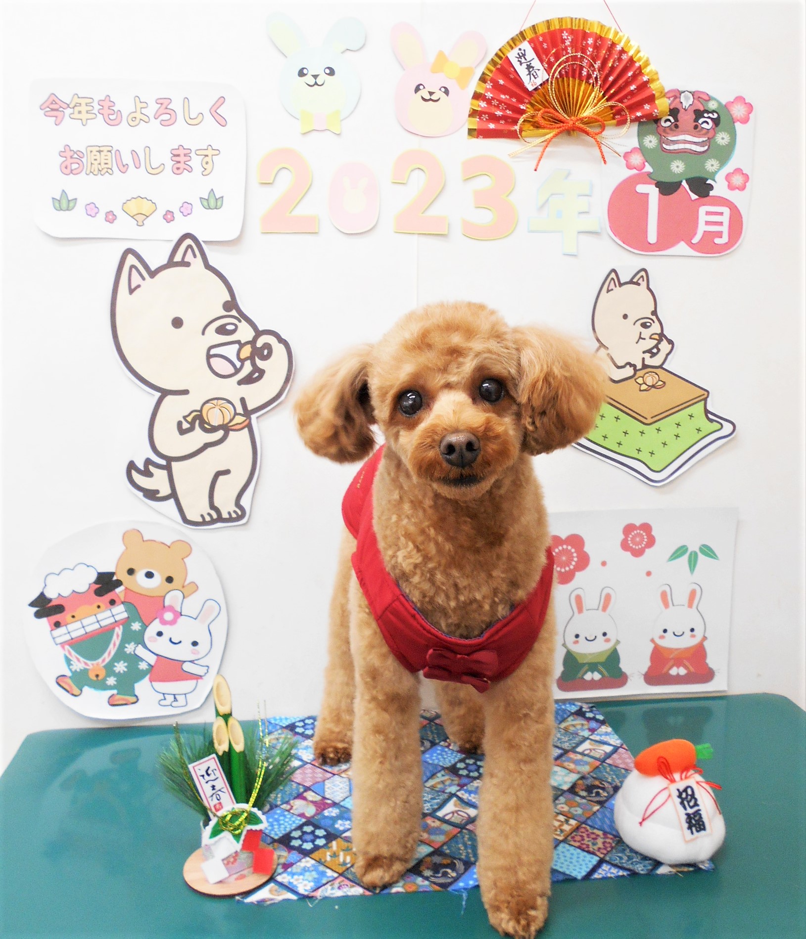 トイプードルのトリミングカット シュシュどうぶつ病院の1枚目