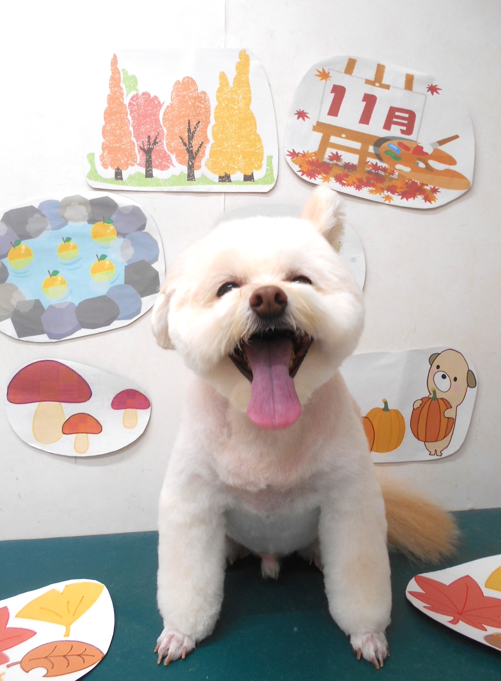 ミックス犬(その他)のトリミングカット シュシュどうぶつ病院の1枚目