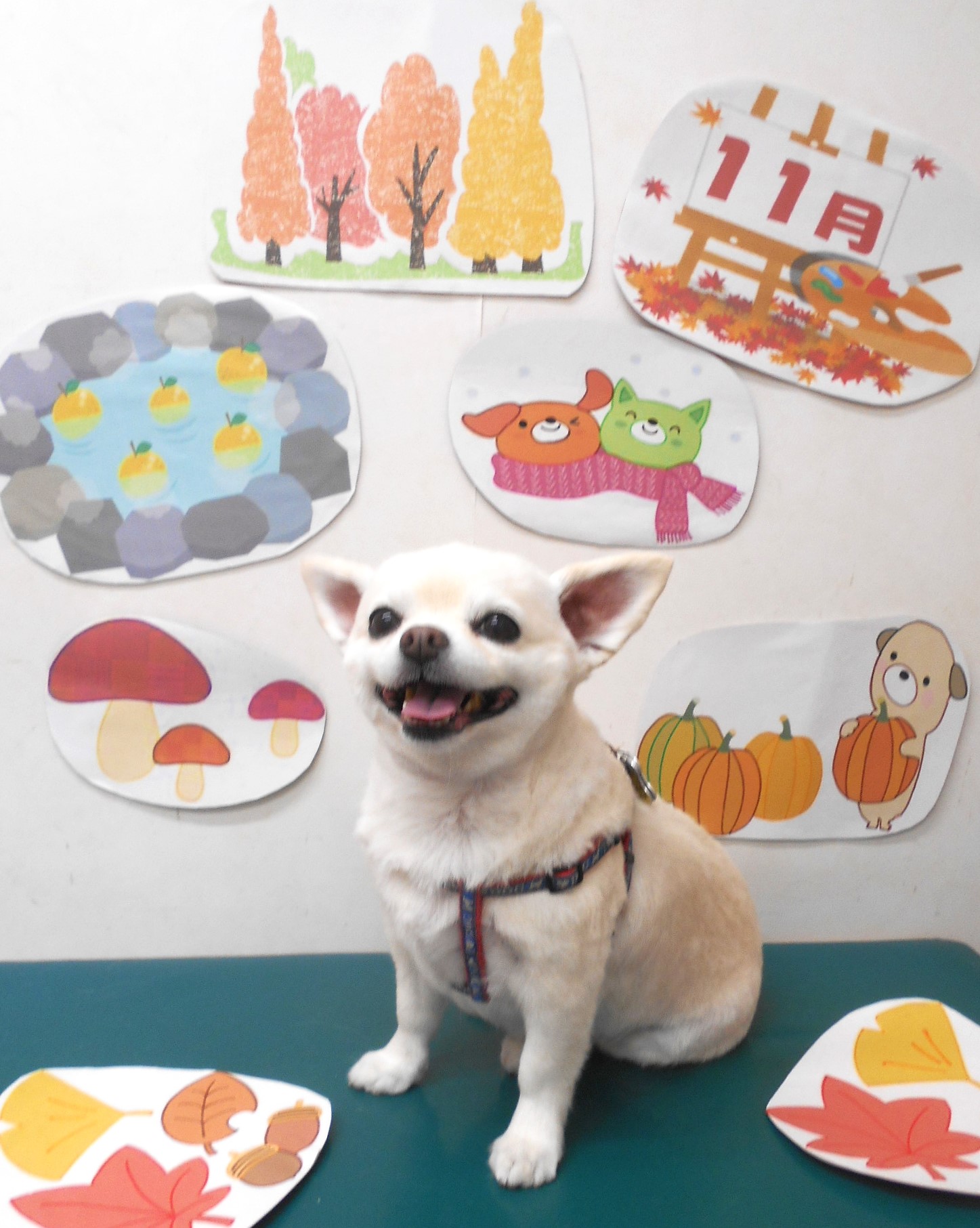 チワワのトリミングカット シュシュどうぶつ病院の1枚目
