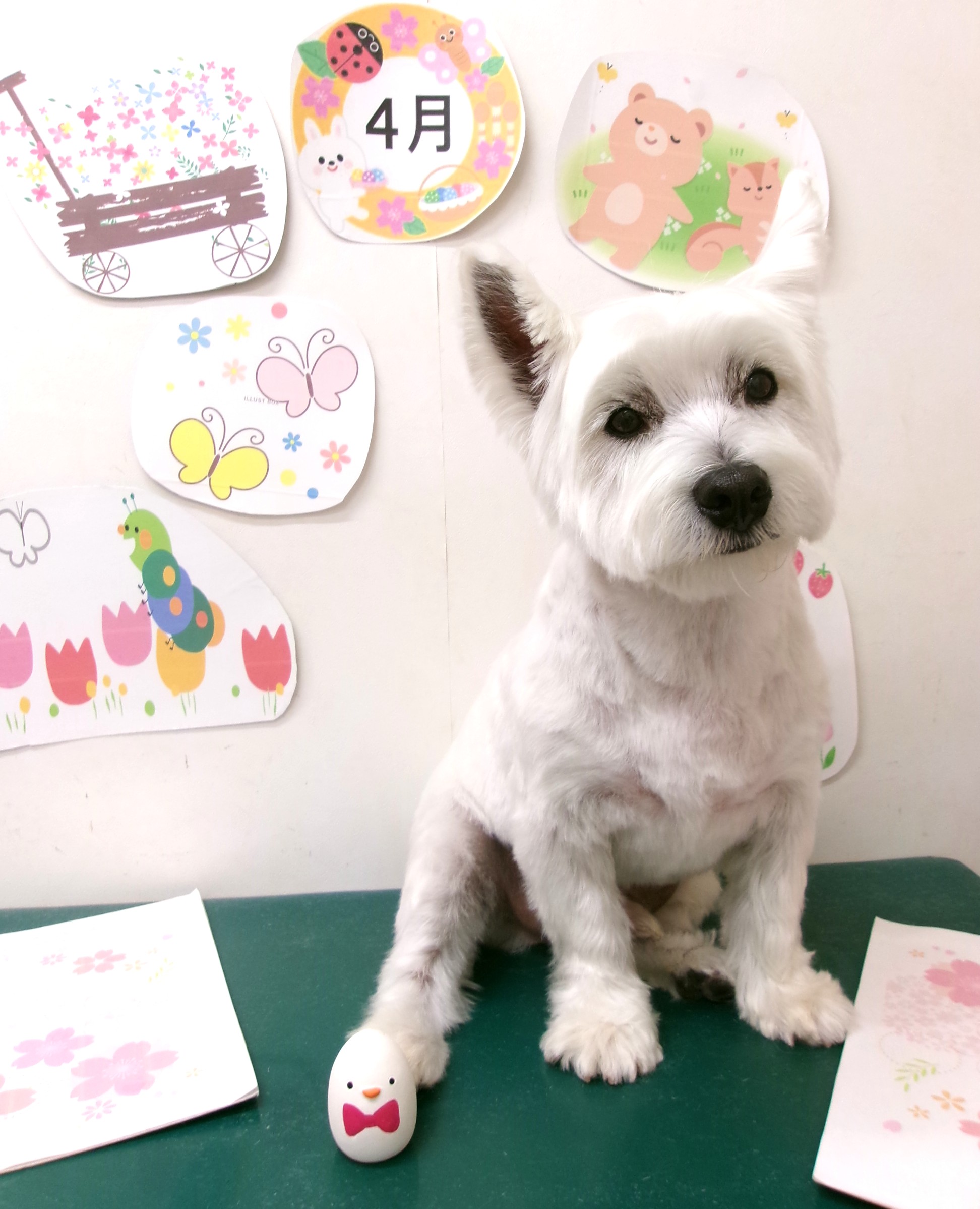 トリミングサロン シュシュどうぶつ病院のトリミングカット-9953の1枚目