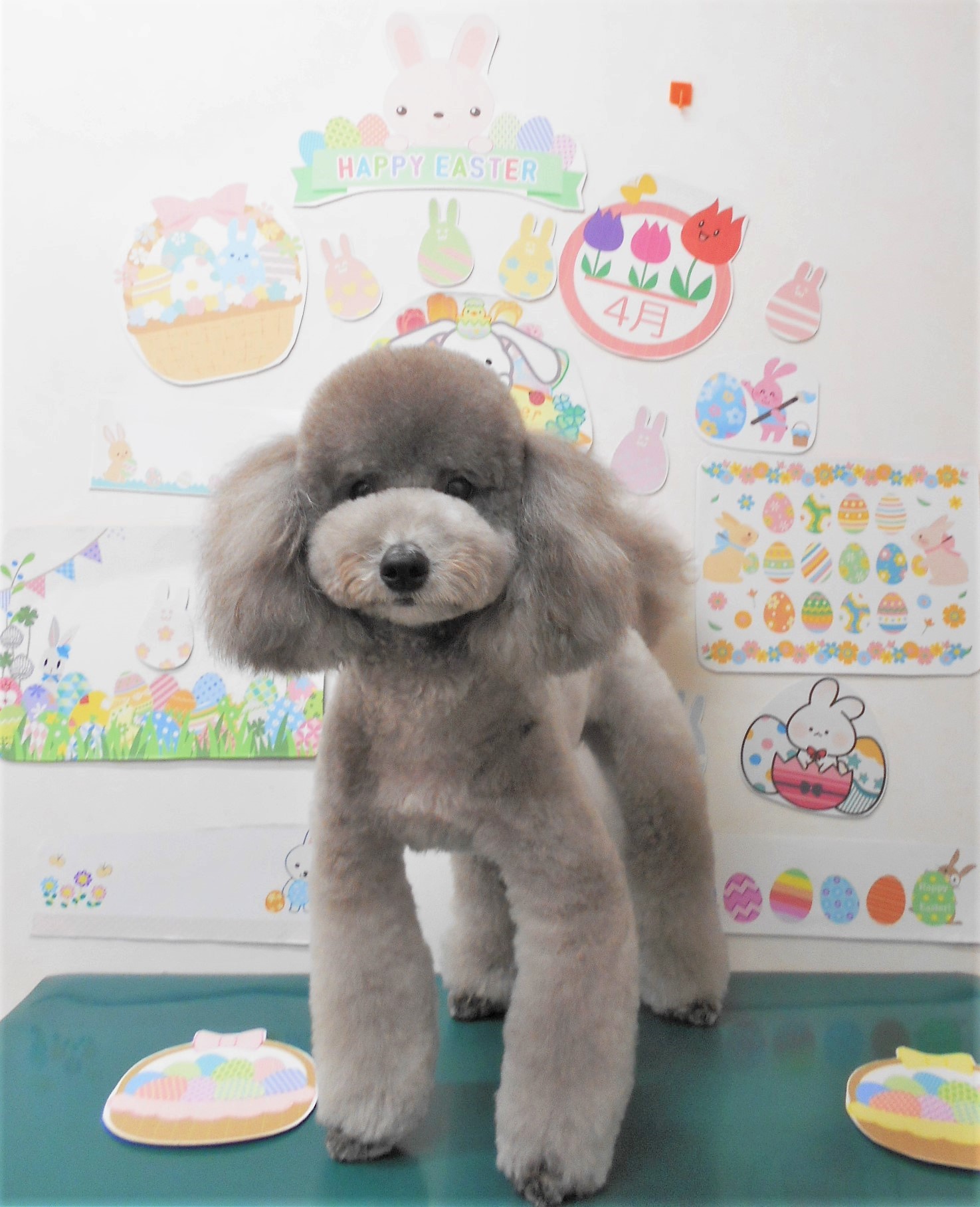 トイプードルのトリミングカット シュシュどうぶつ病院の1枚目