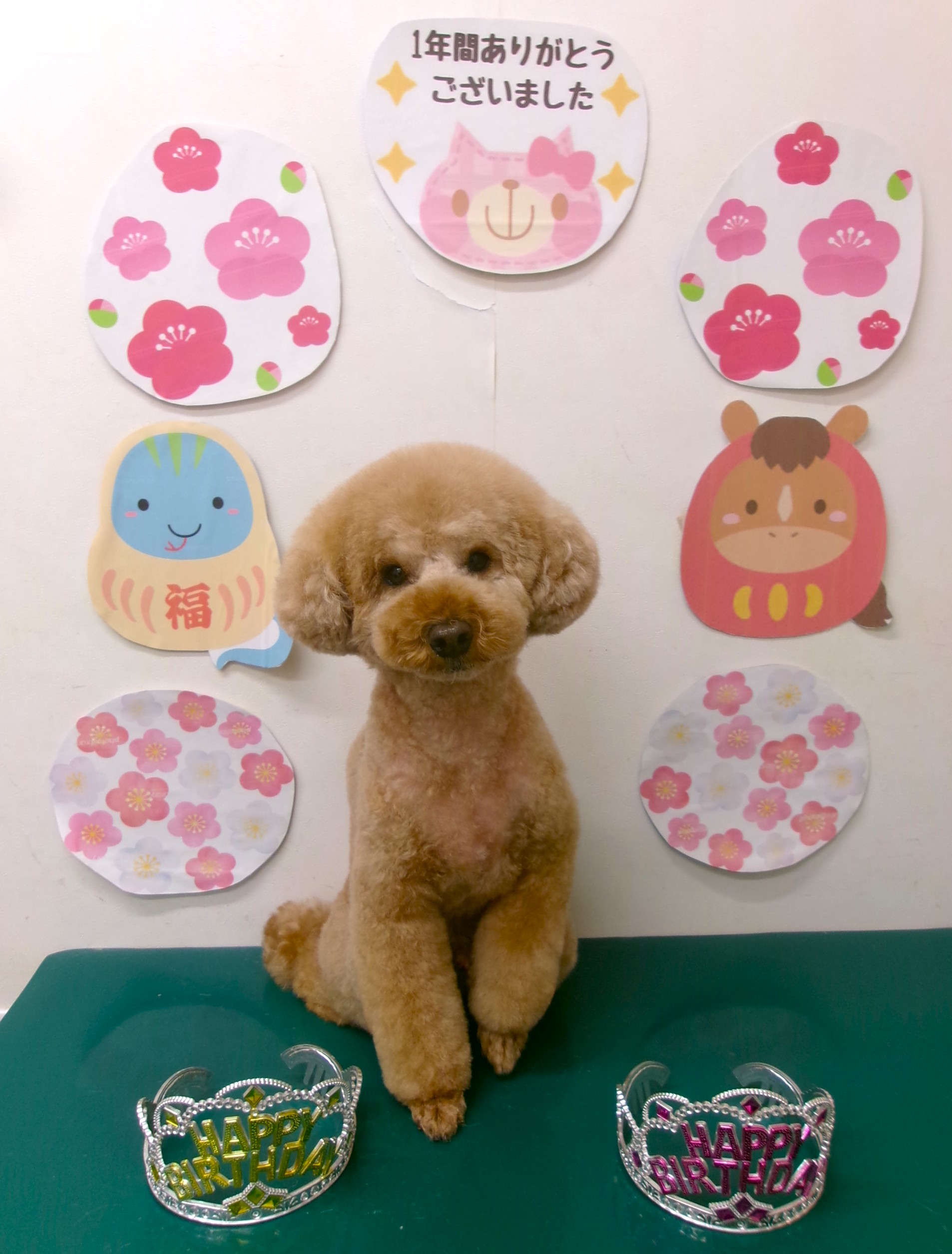 カット例 - シュシュどうぶつ病院