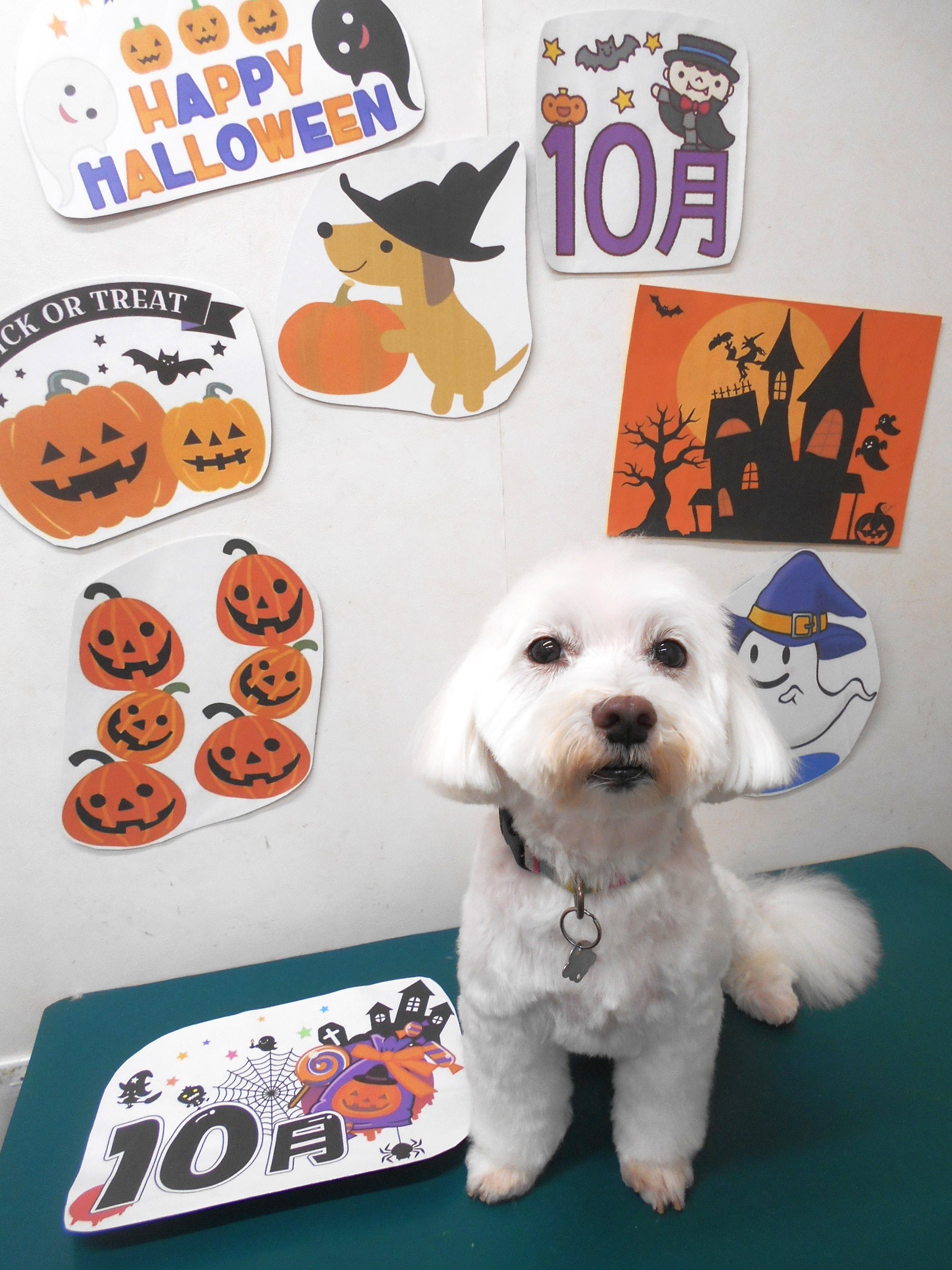 ミックス犬(その他)のトリミングカット シュシュどうぶつ病院の1枚目