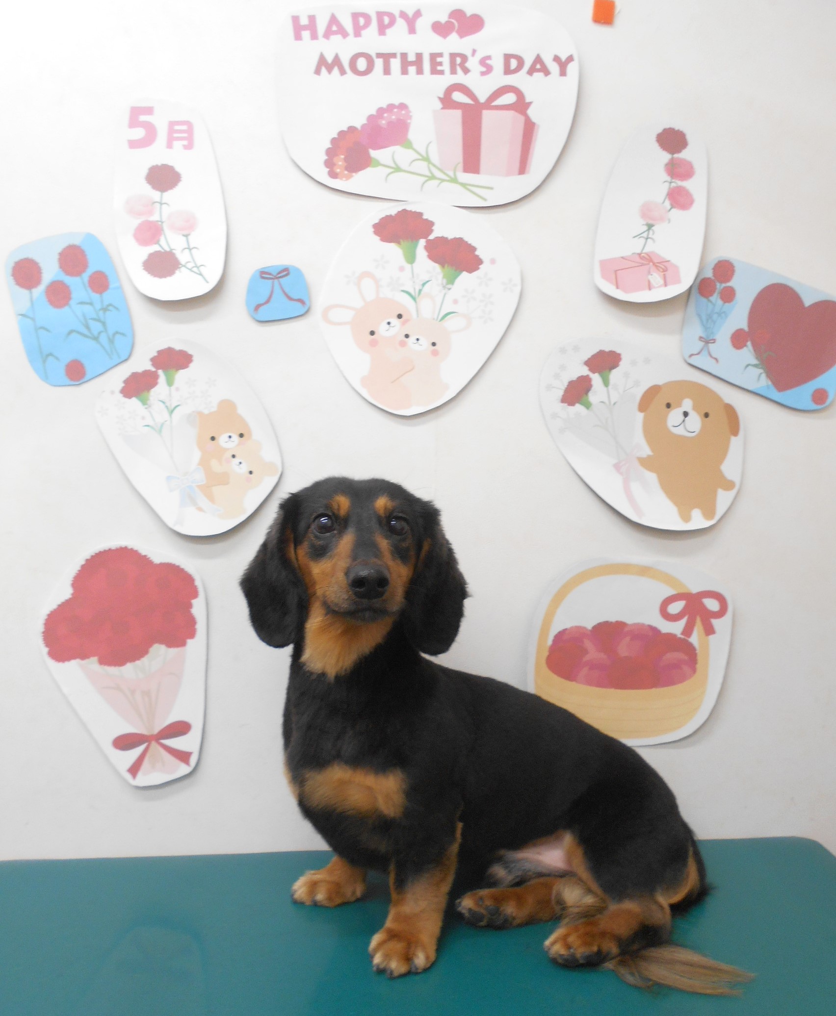 ミニチュアダックスフンドのトリミングカット シュシュどうぶつ病院の1枚目