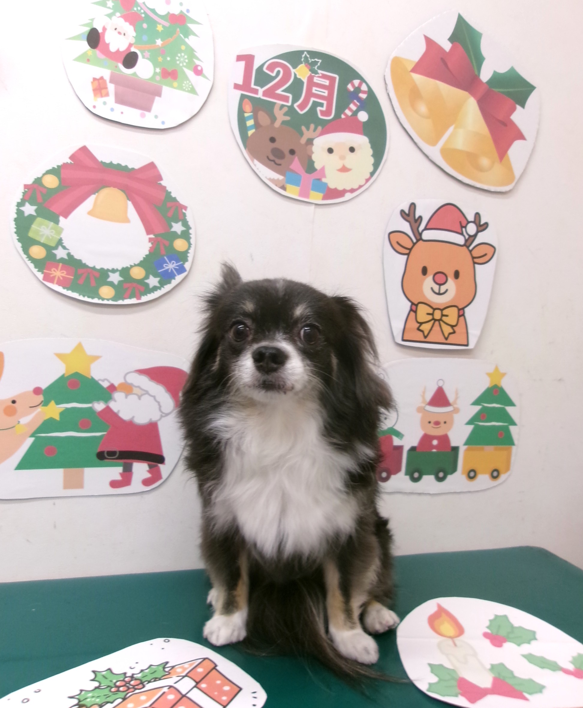 チワワのトリミングカット シュシュどうぶつ病院の1枚目