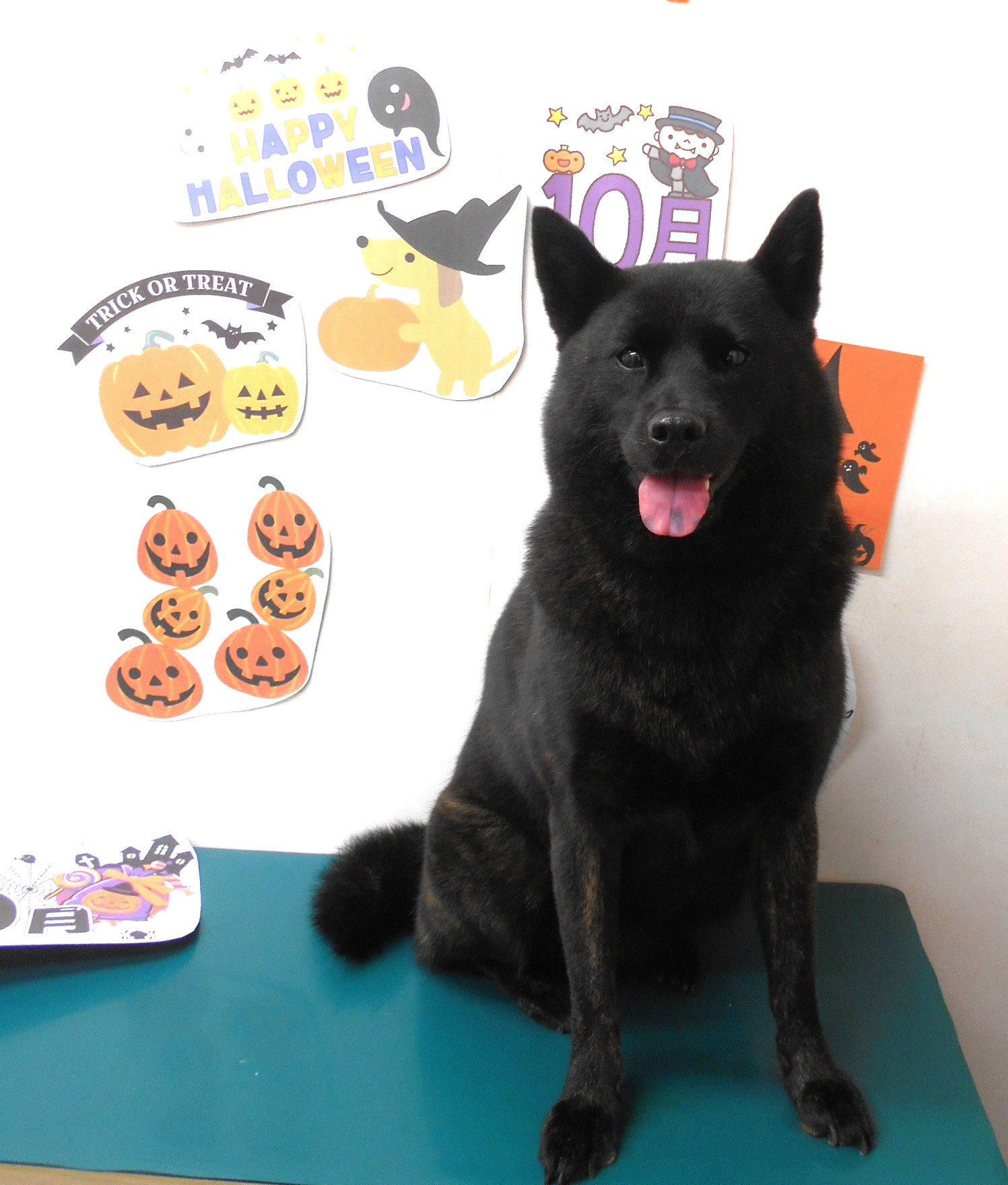 甲斐犬のトリミングカット シュシュどうぶつ病院の1枚目