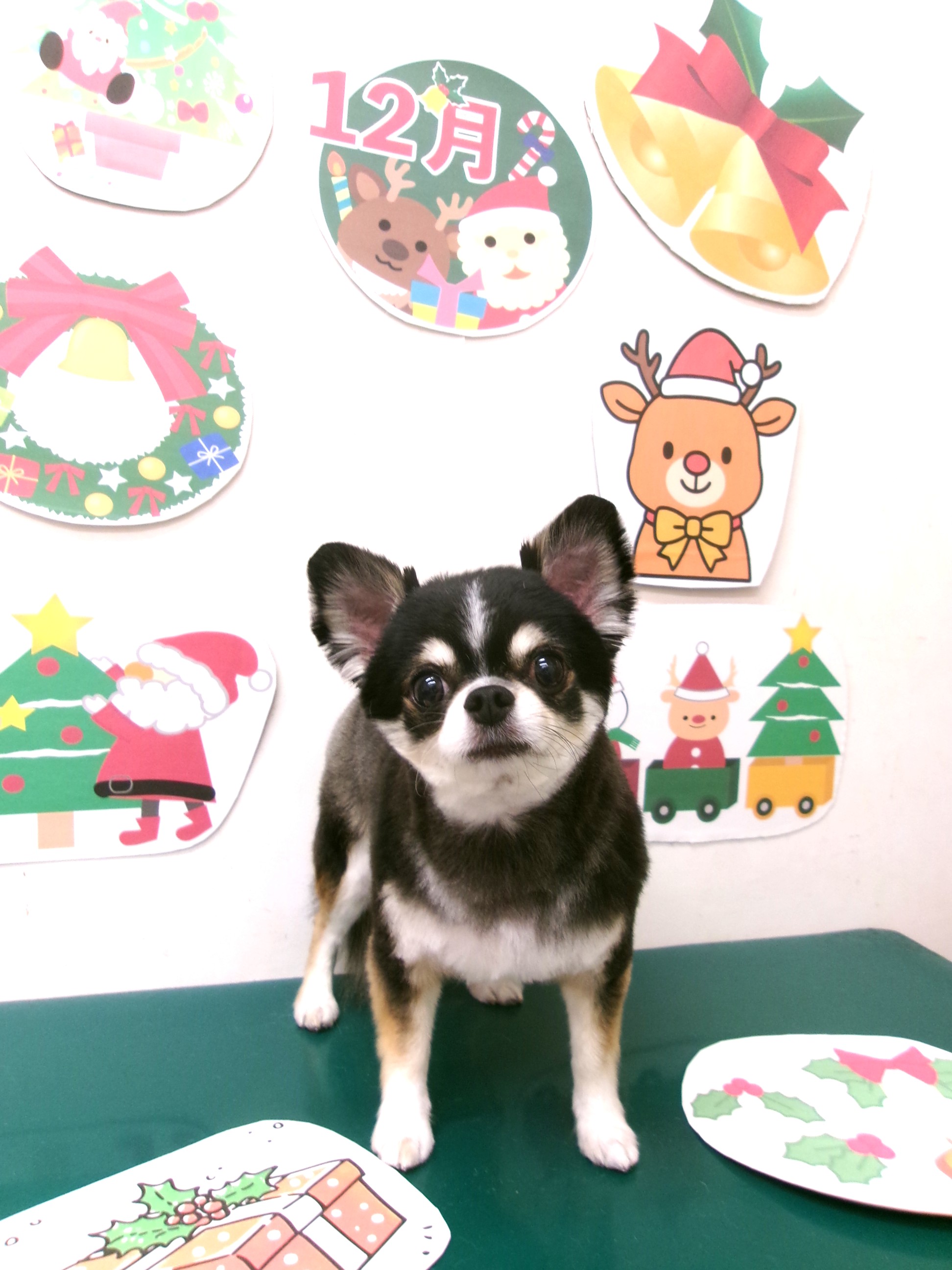 チワワのトリミングカット シュシュどうぶつ病院の1枚目