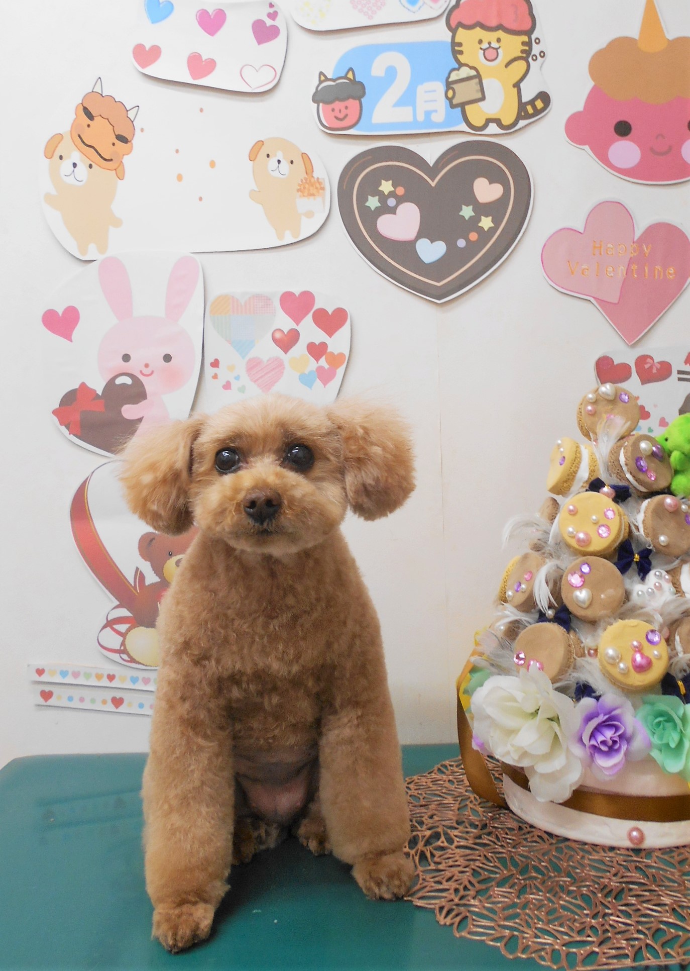 トイプードルのトリミングカット シュシュどうぶつ病院の1枚目