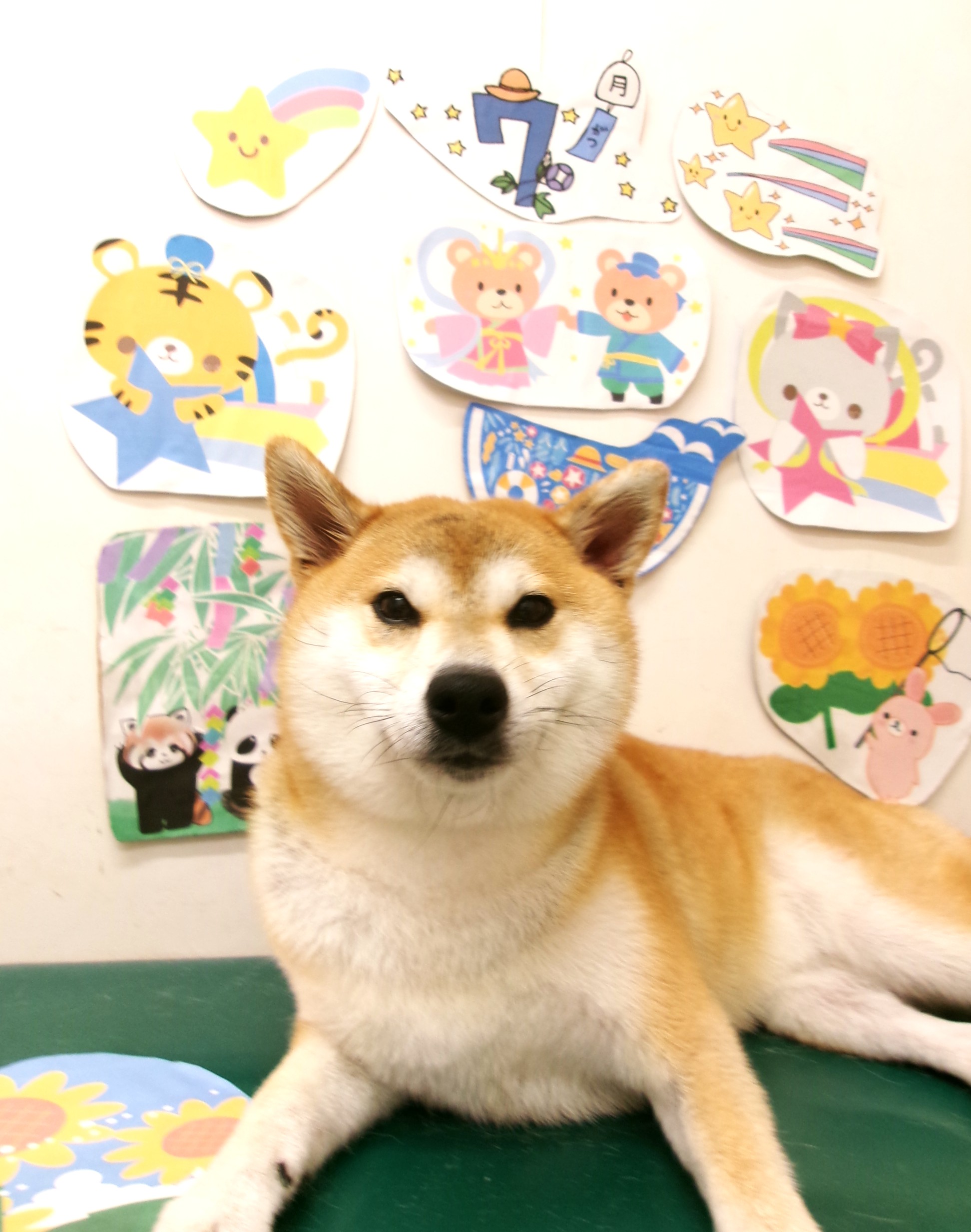 柴犬のトリミングカット シュシュどうぶつ病院の1枚目